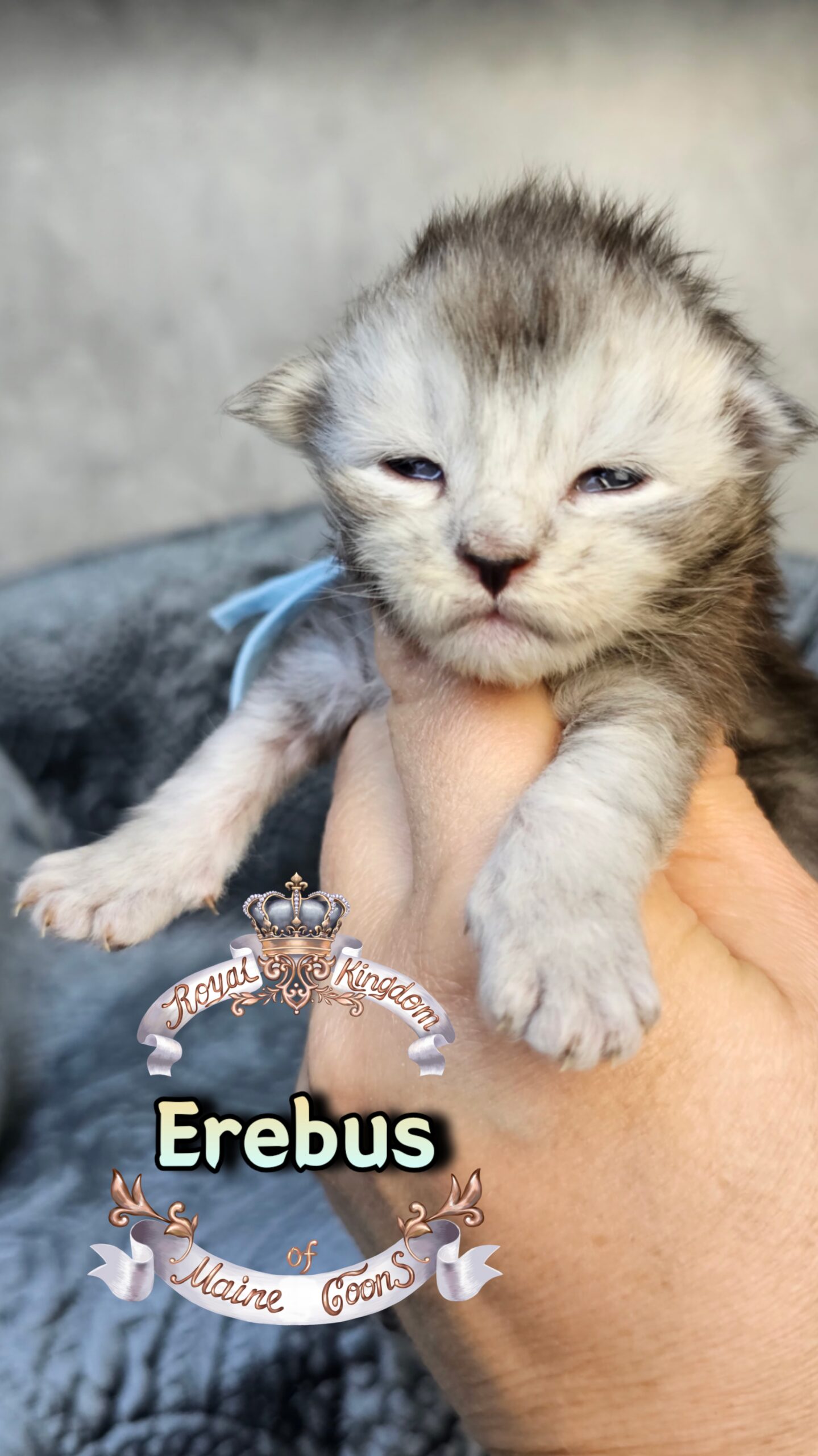 photocollage_20263172473823