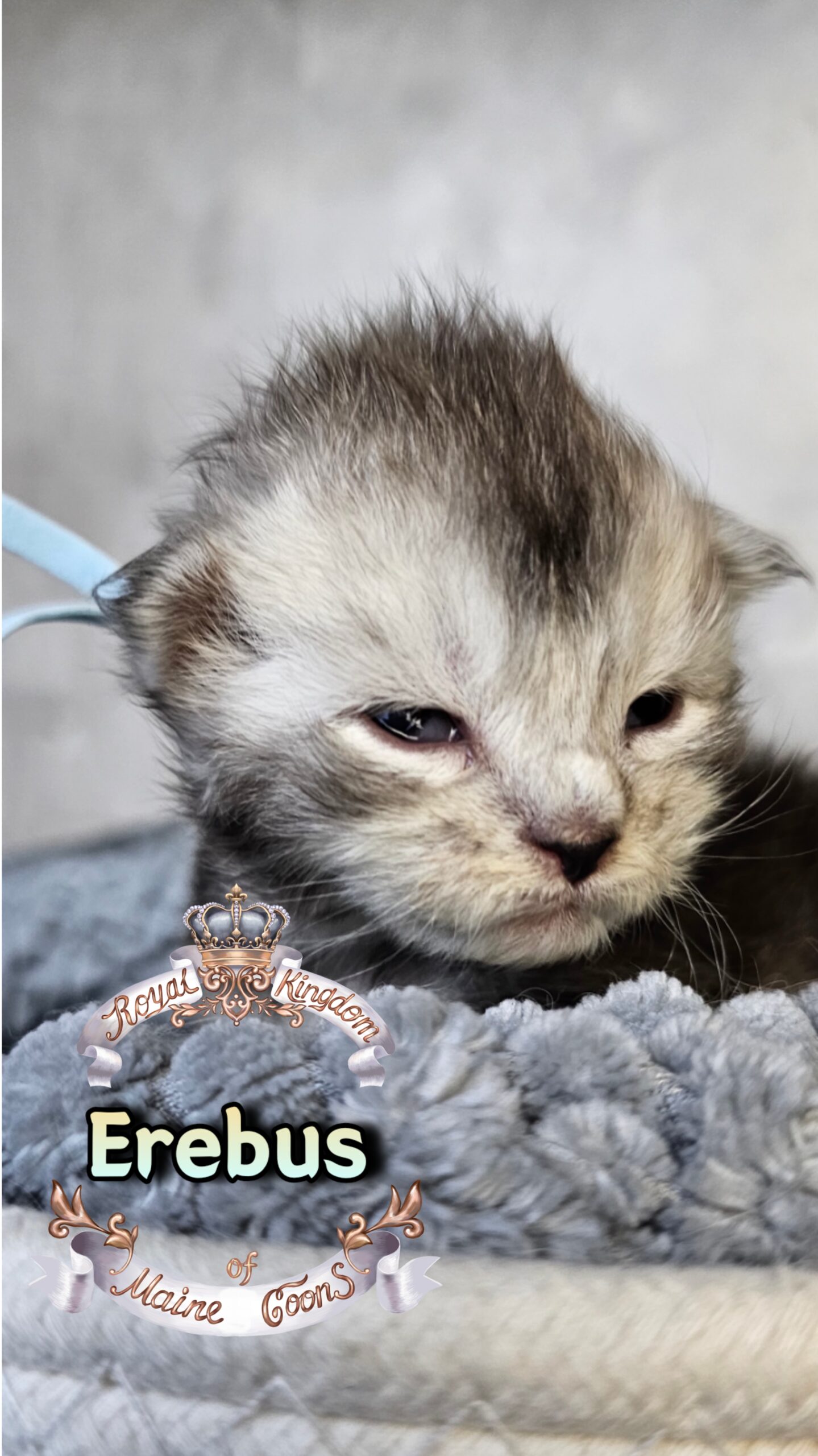 photocollage_20263172476967