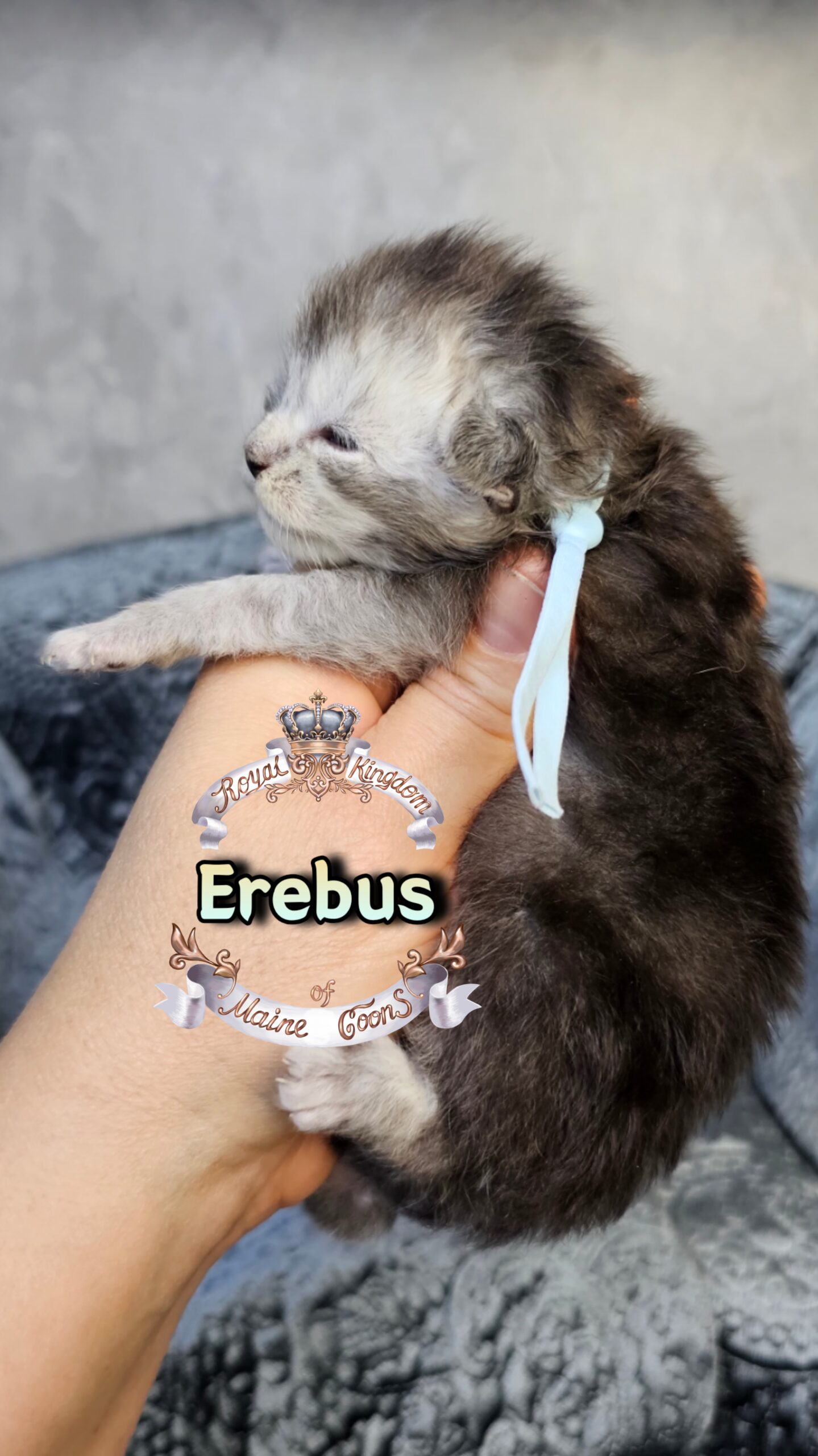 photocollage_202631724816720