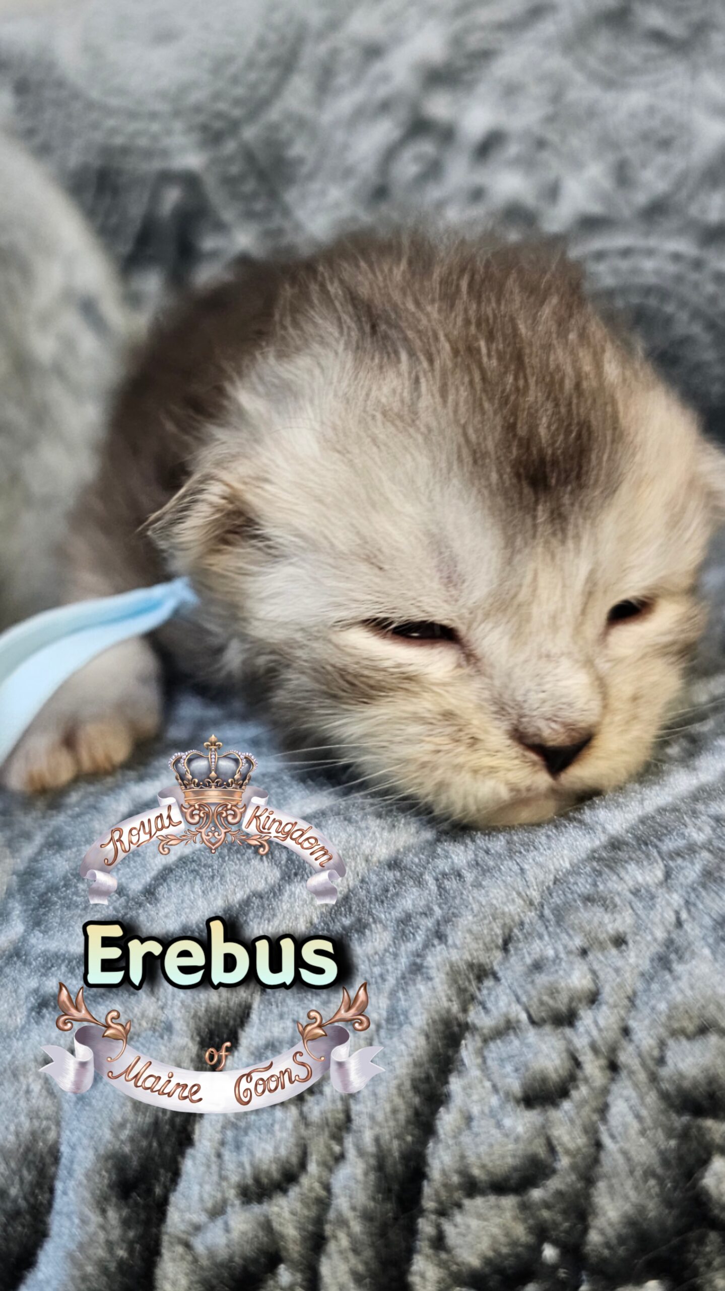 photocollage_202631724858679