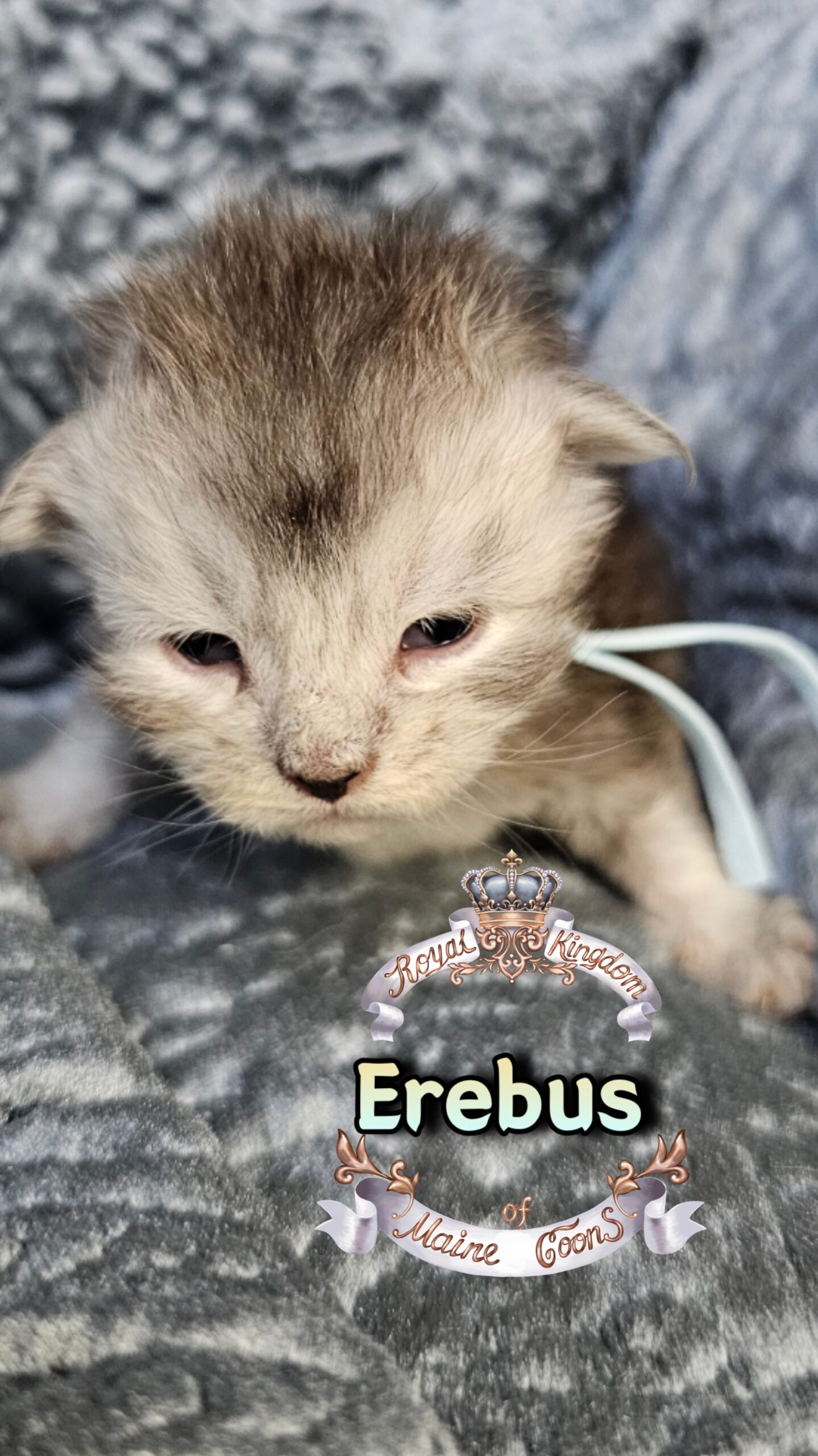 photocollage_202631725147877