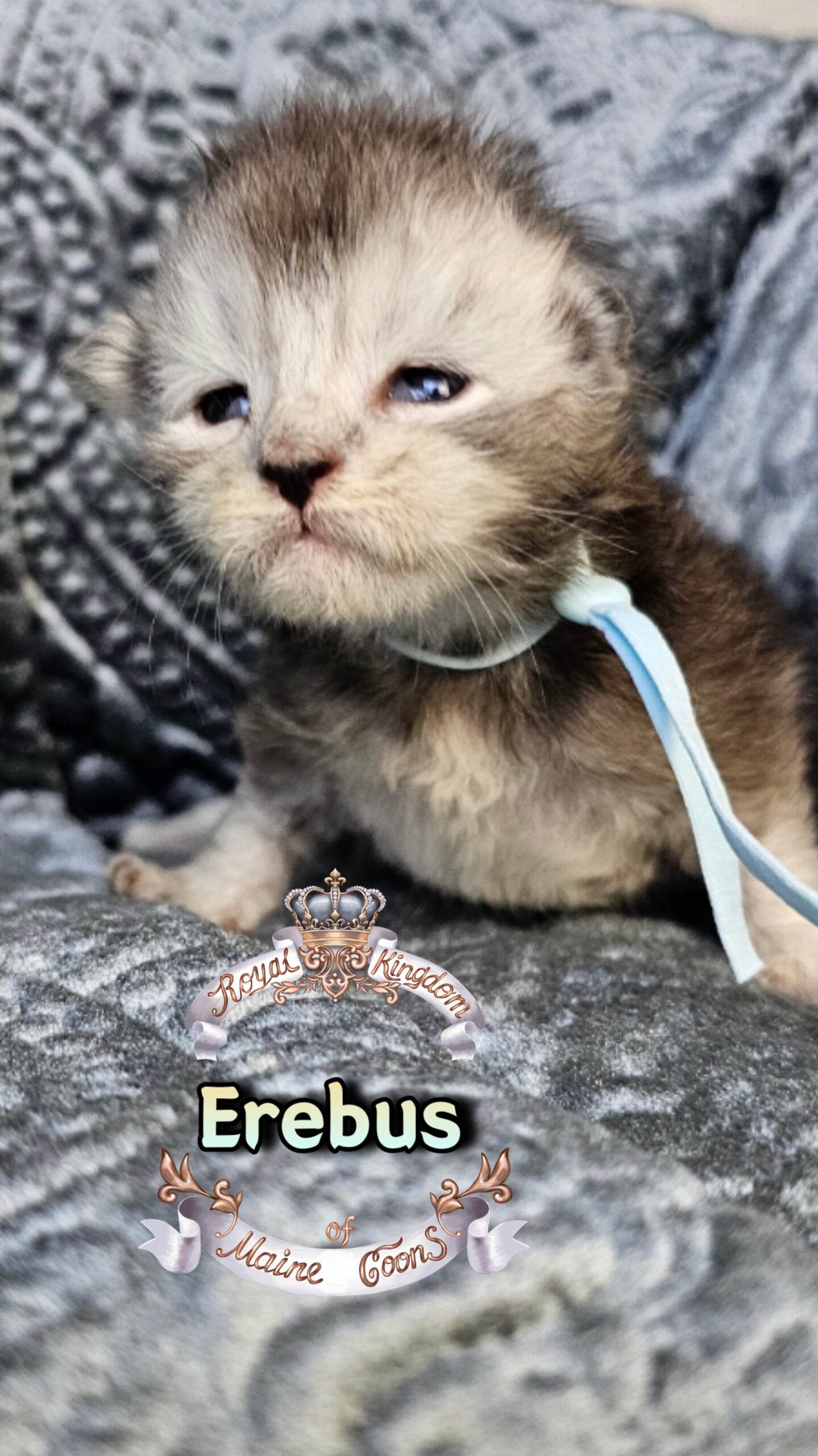 photocollage_202631725223894