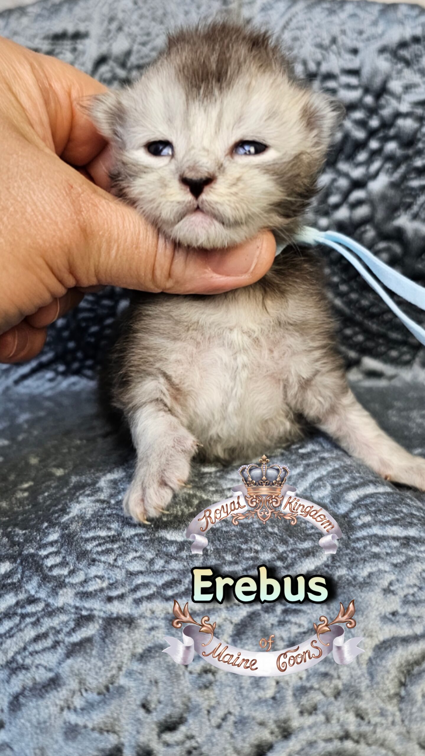 photocollage_202631725321416