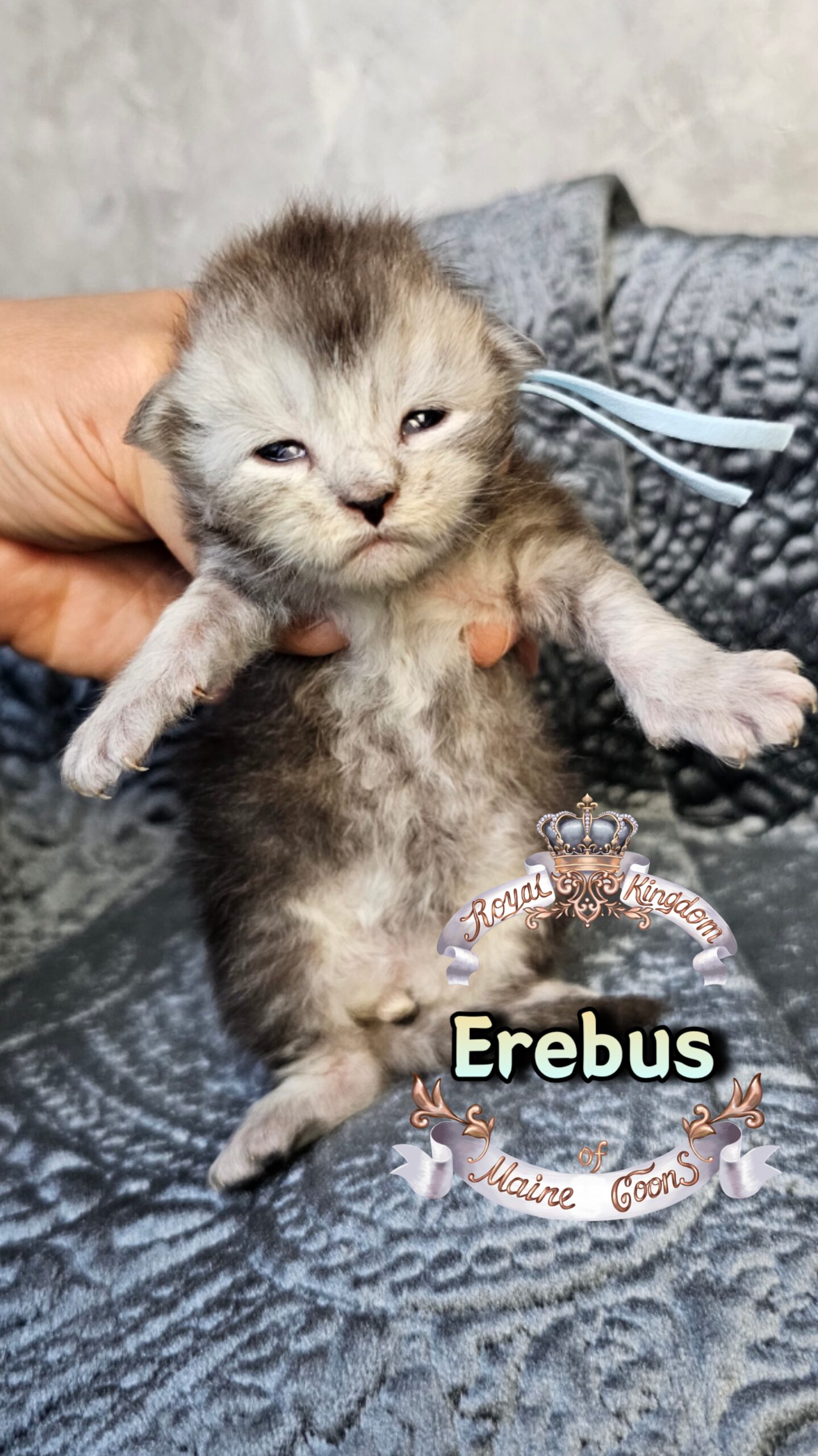 photocollage_20263172541812