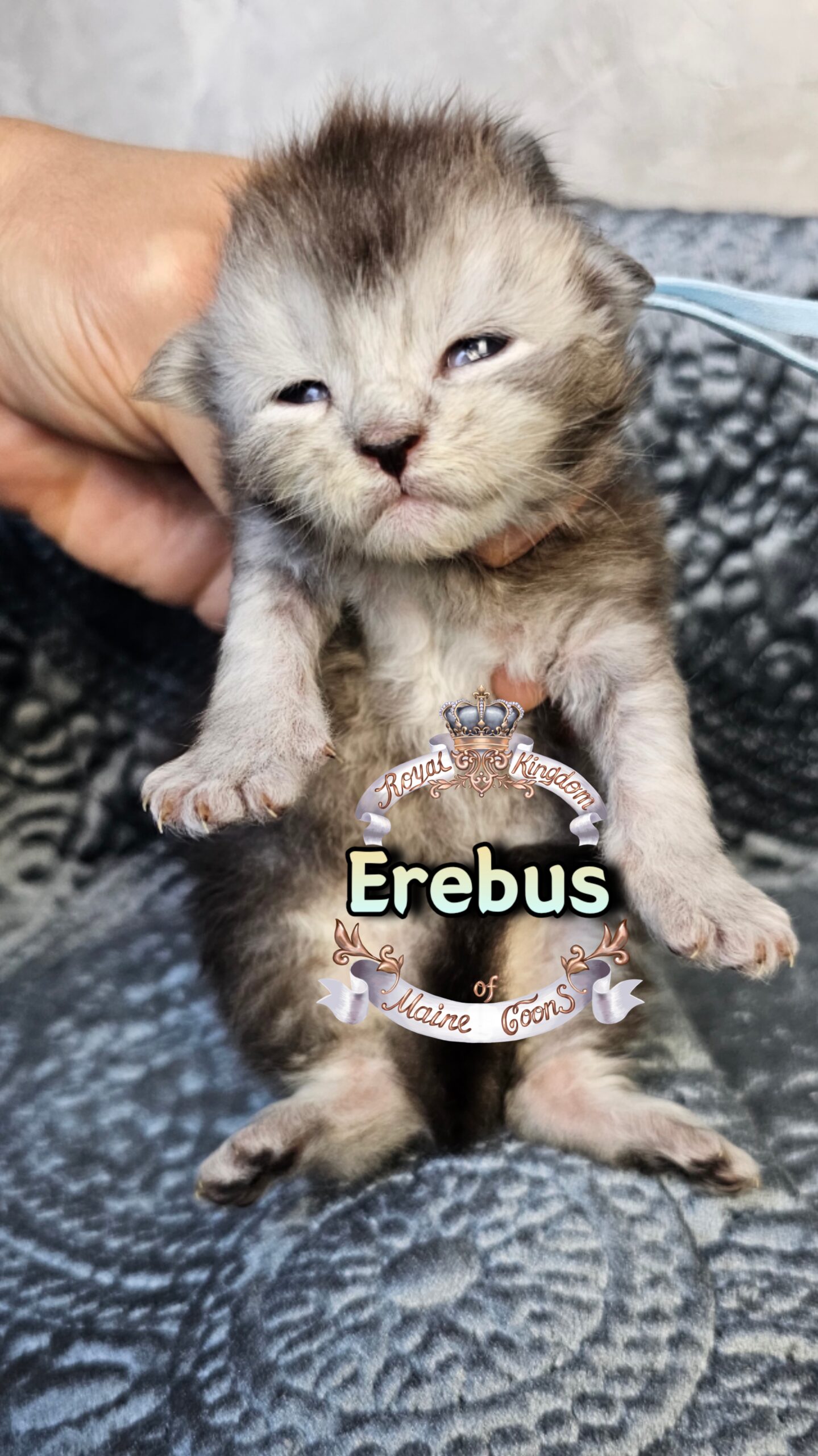 photocollage_202631725439299