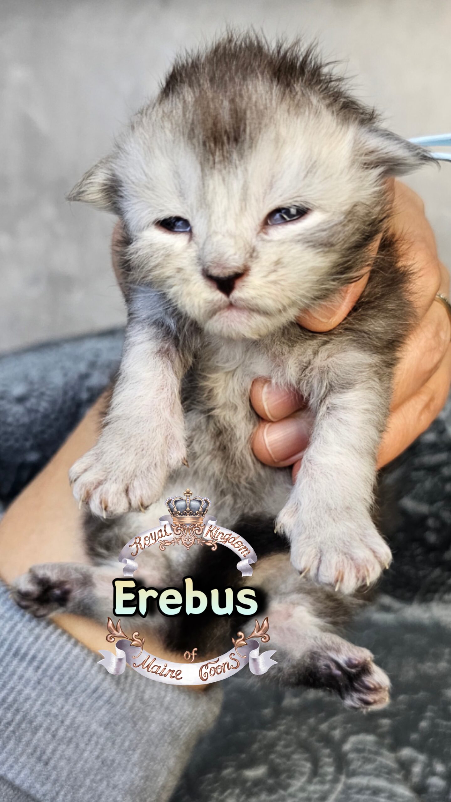 photocollage_202631725512328