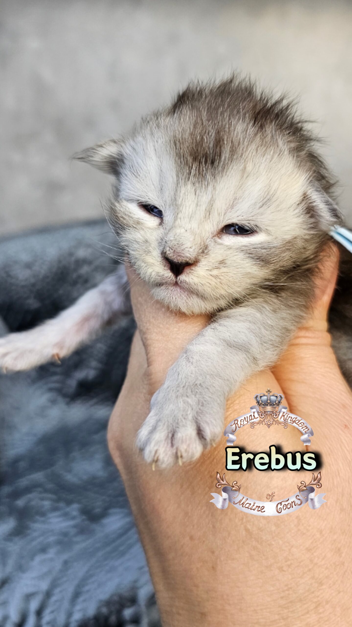 photocollage_202631725621279