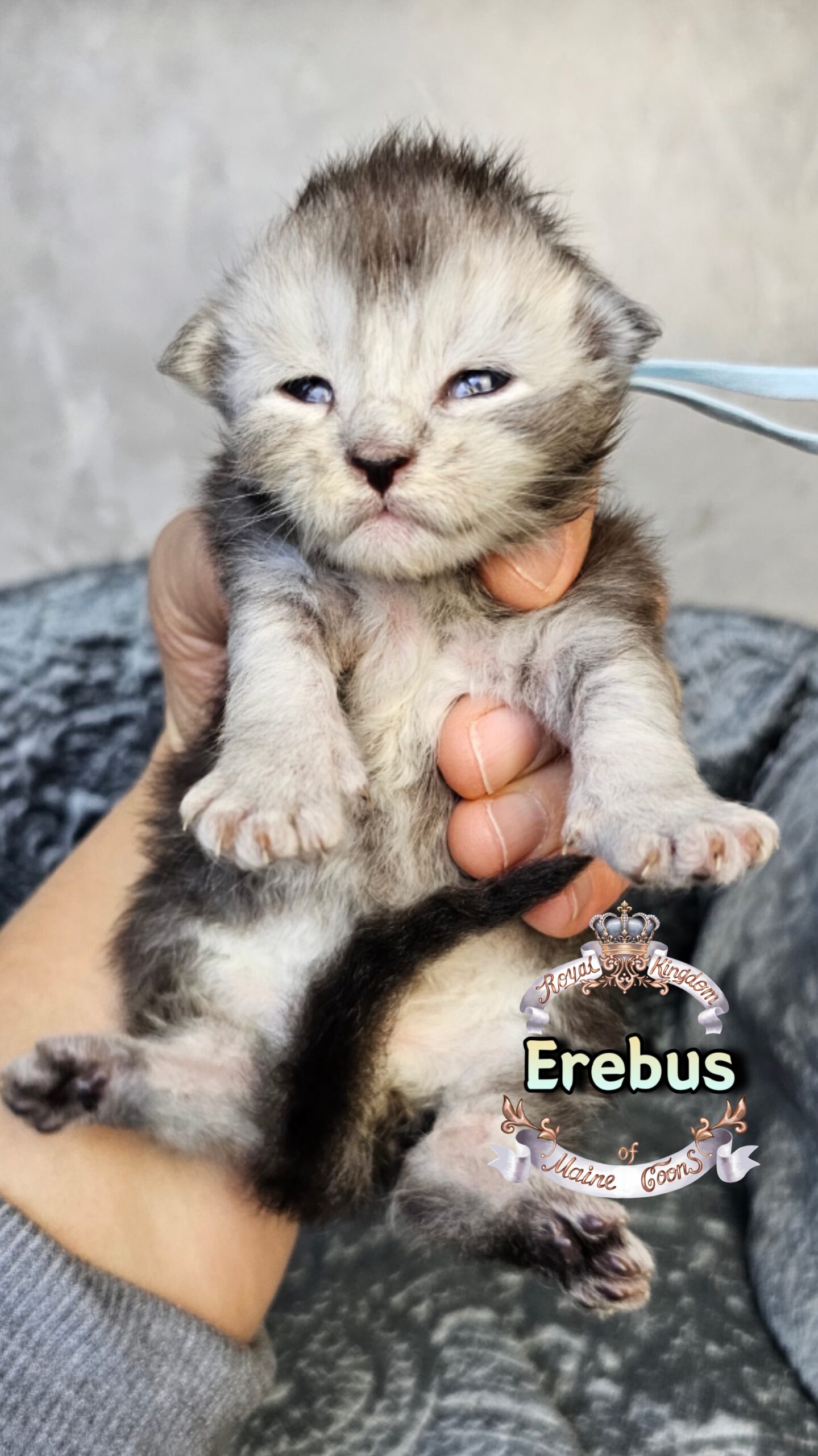 photocollage_20263172564457