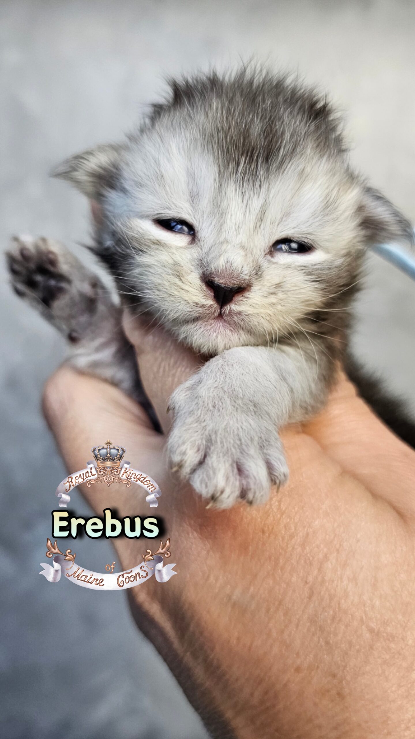 photocollage_202631725741147