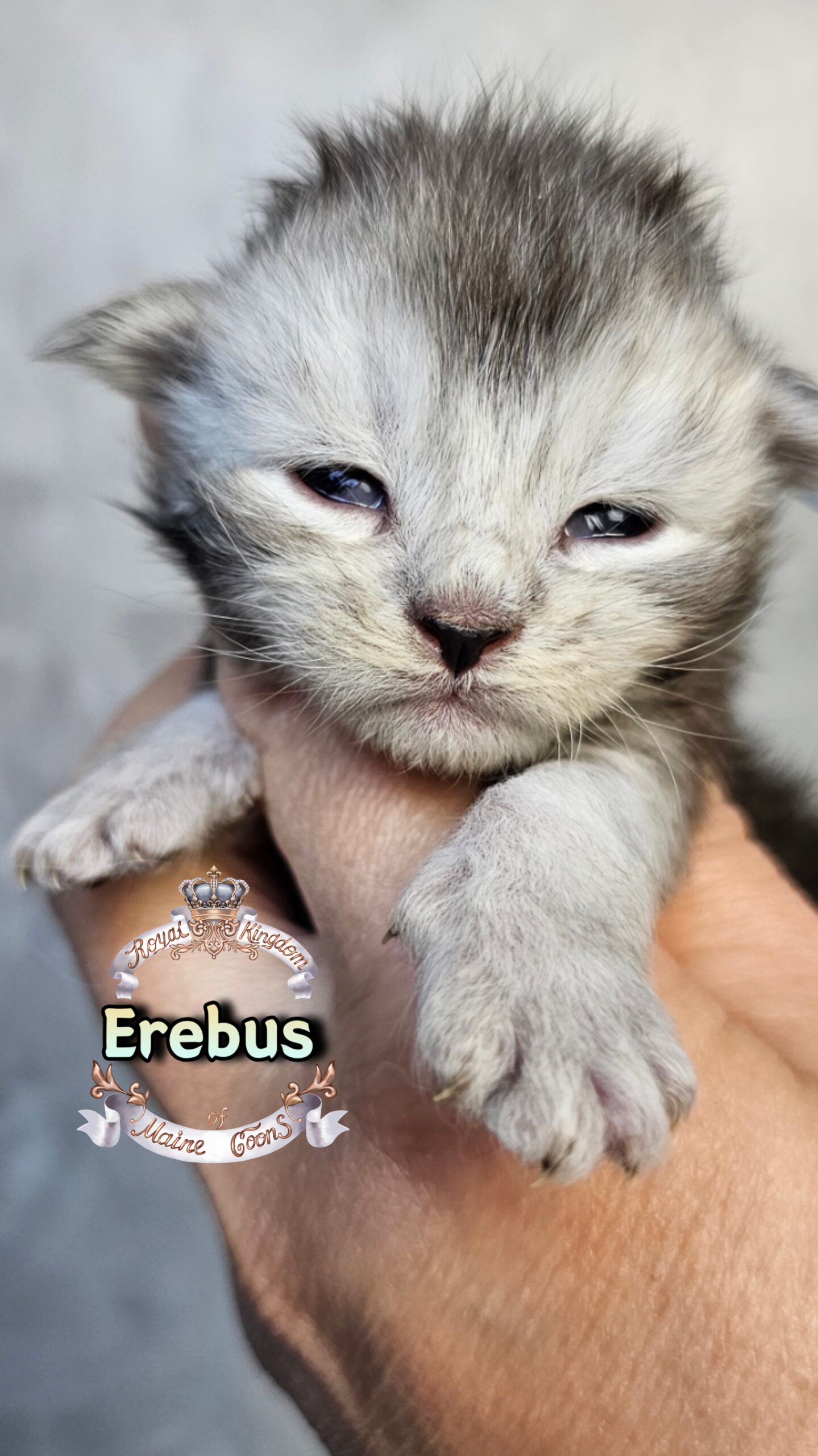 photocollage_202631725758362