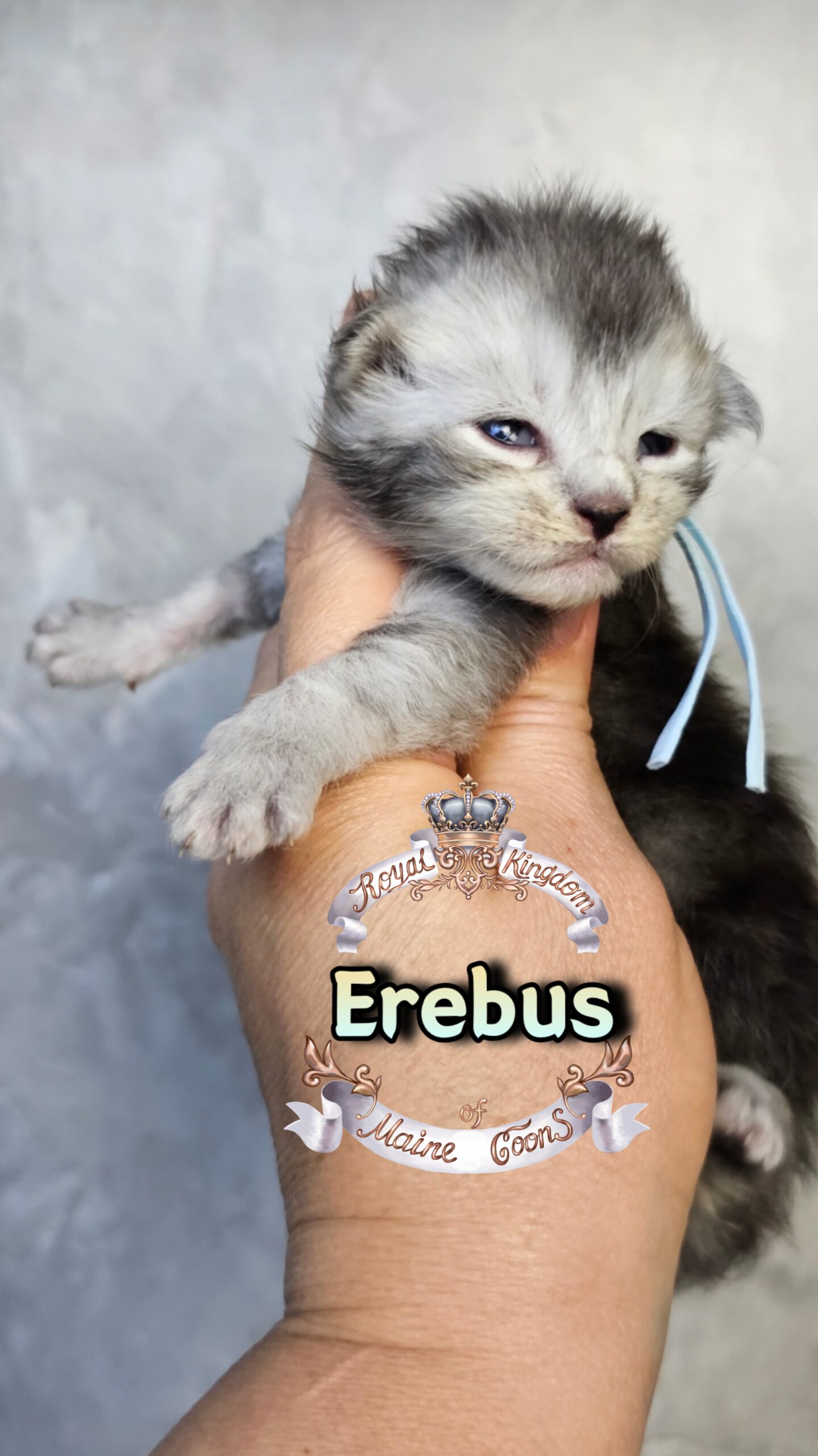 photocollage_202631725823325