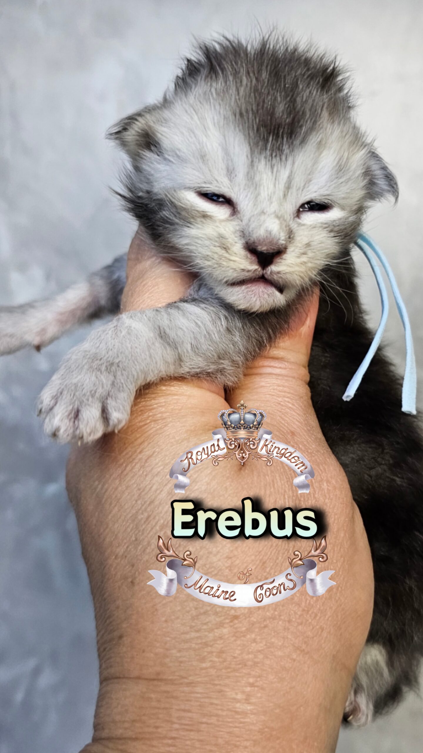 photocollage_202631725844858