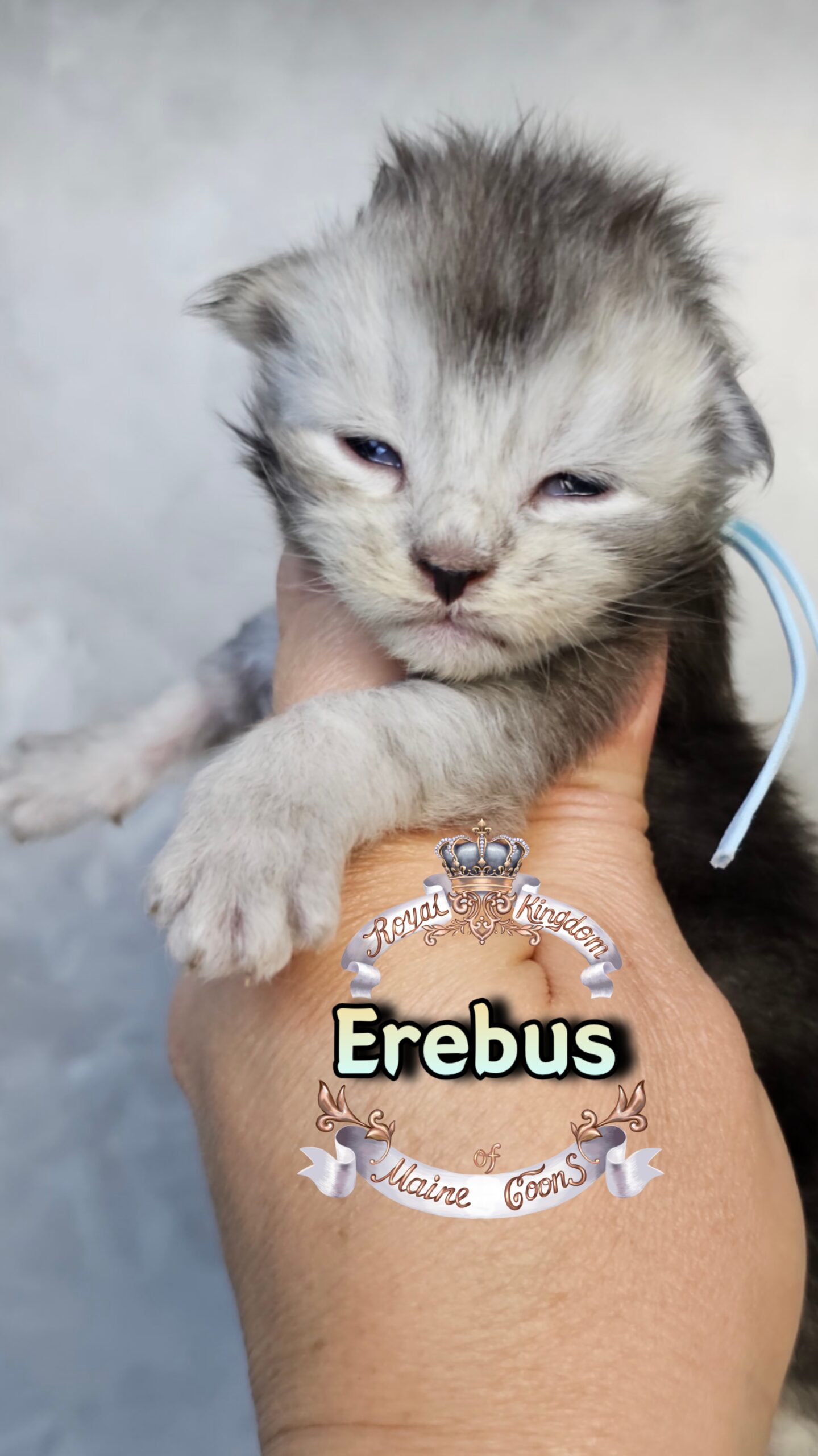 photocollage_202631725910568