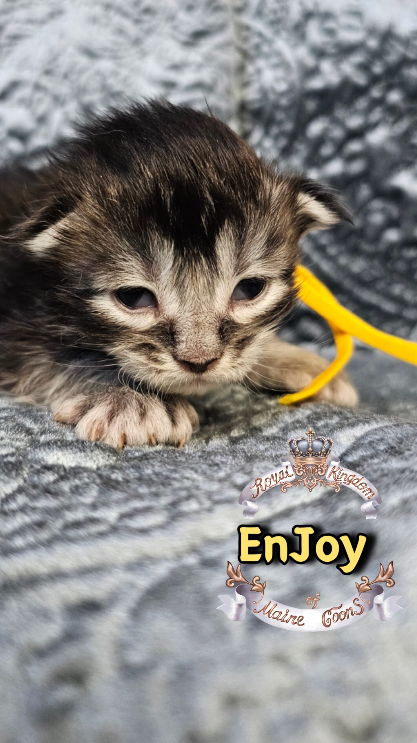 photocollage_202631732441355