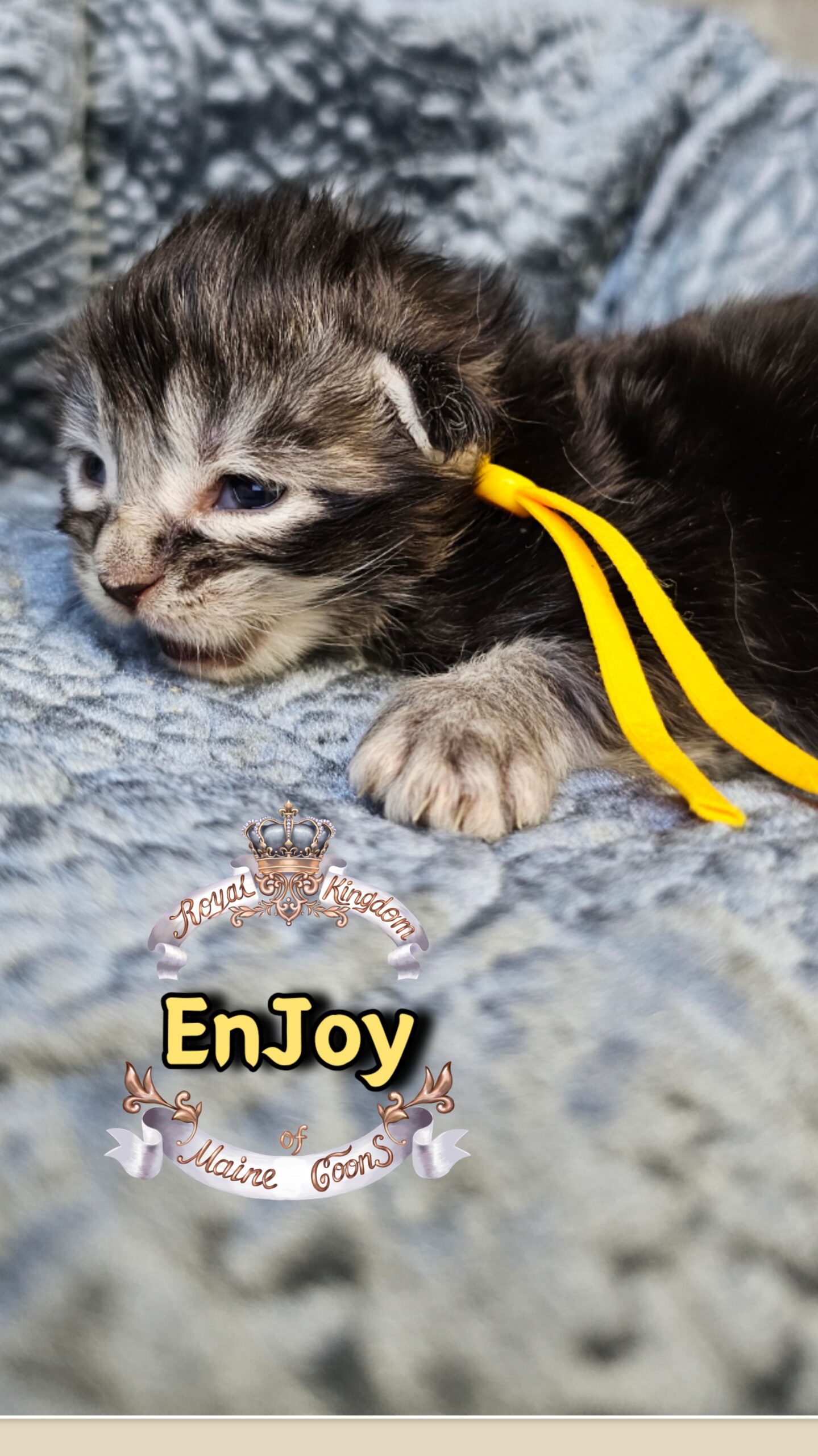 photocollage_20263173254421