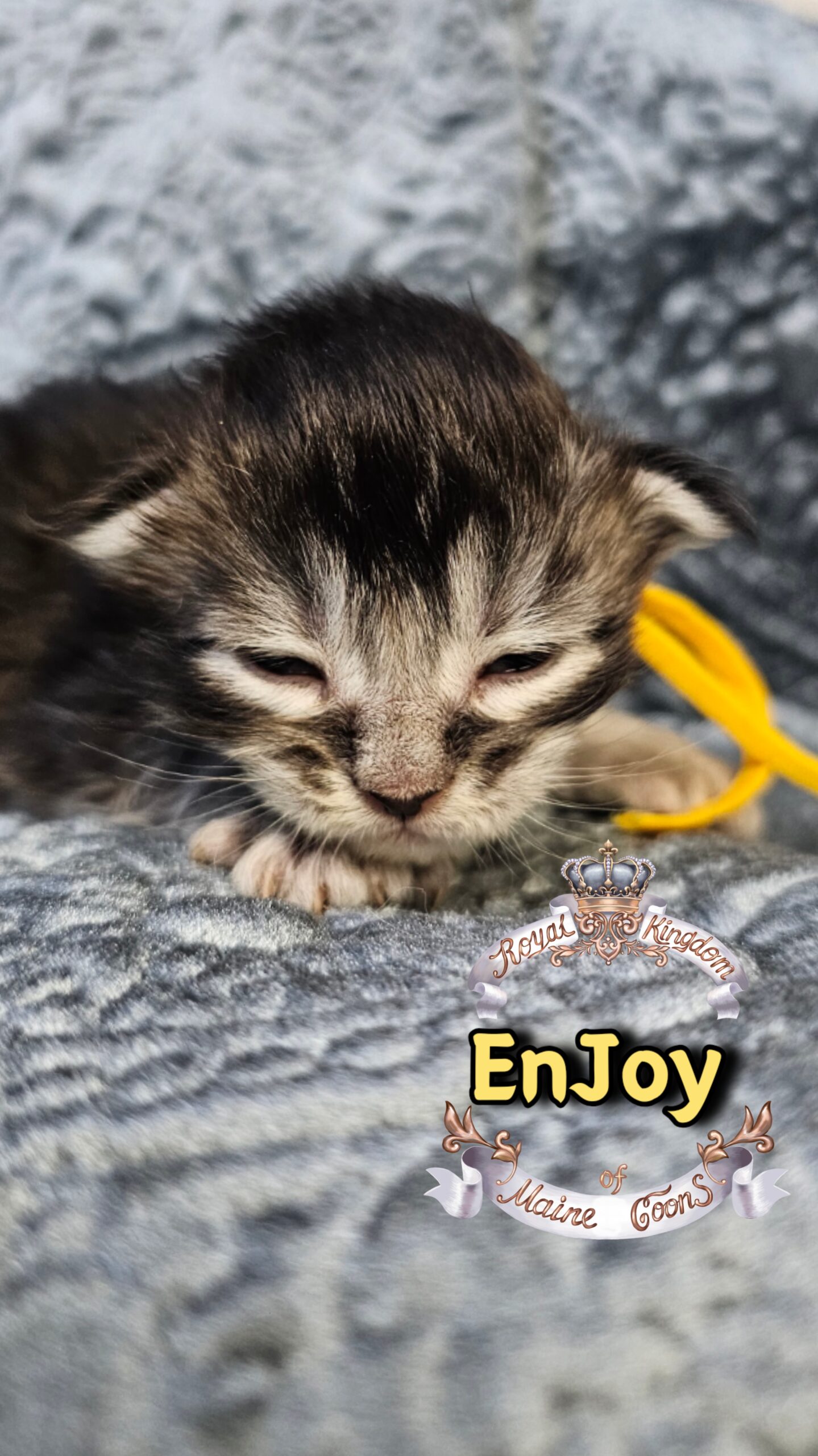 photocollage_20263173258633