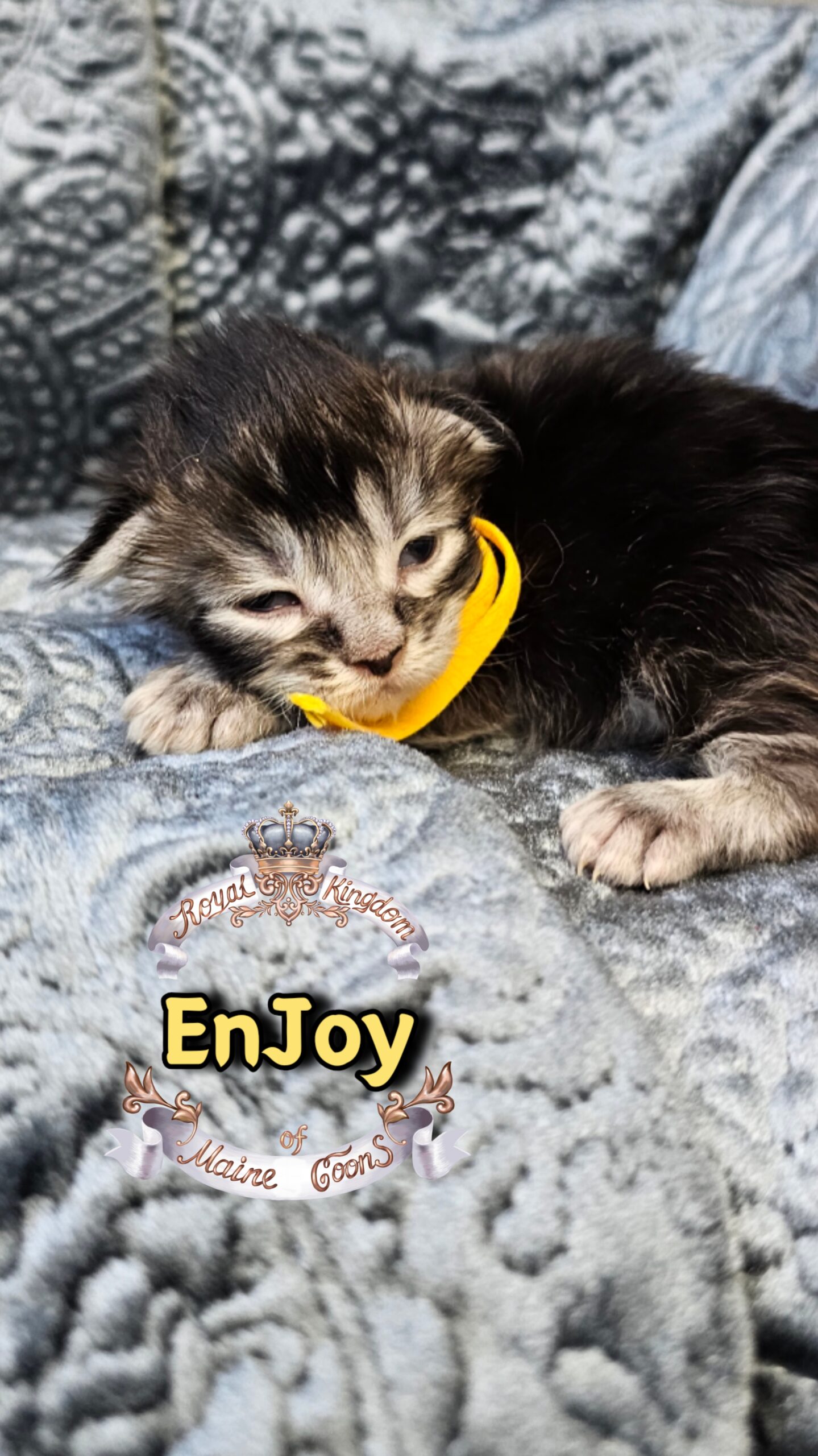 photocollage_20263173261655