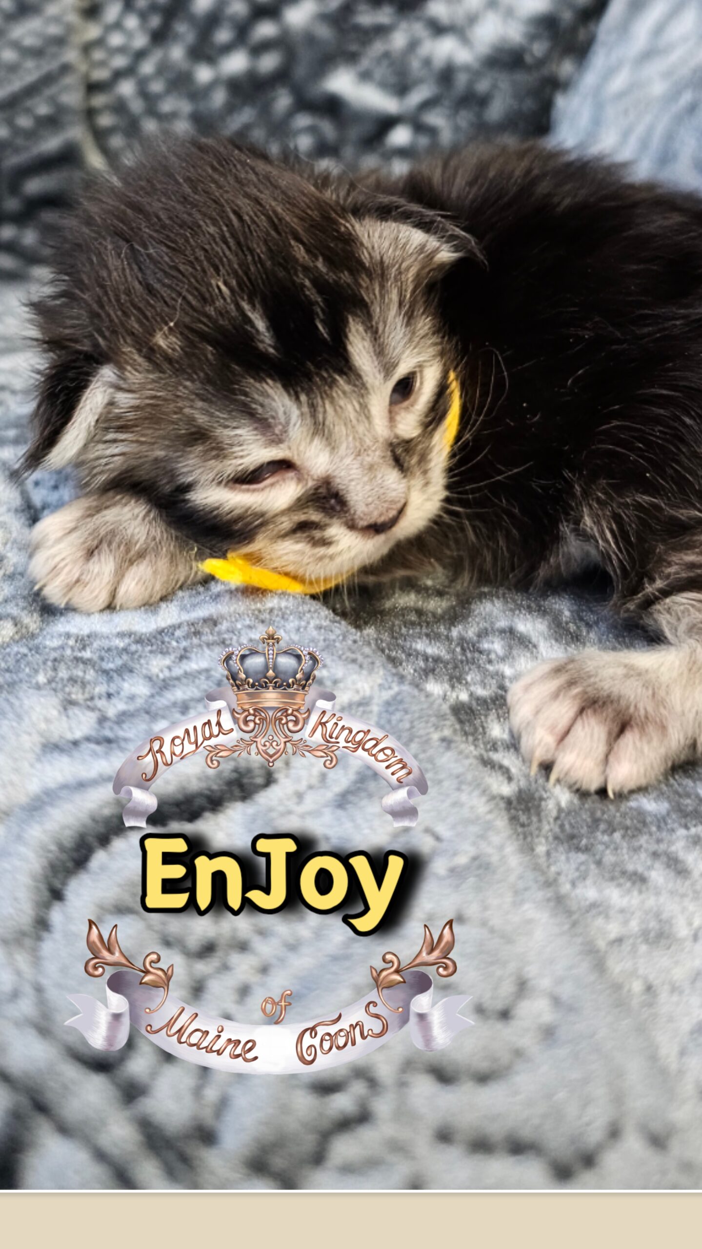 photocollage_202631732634126