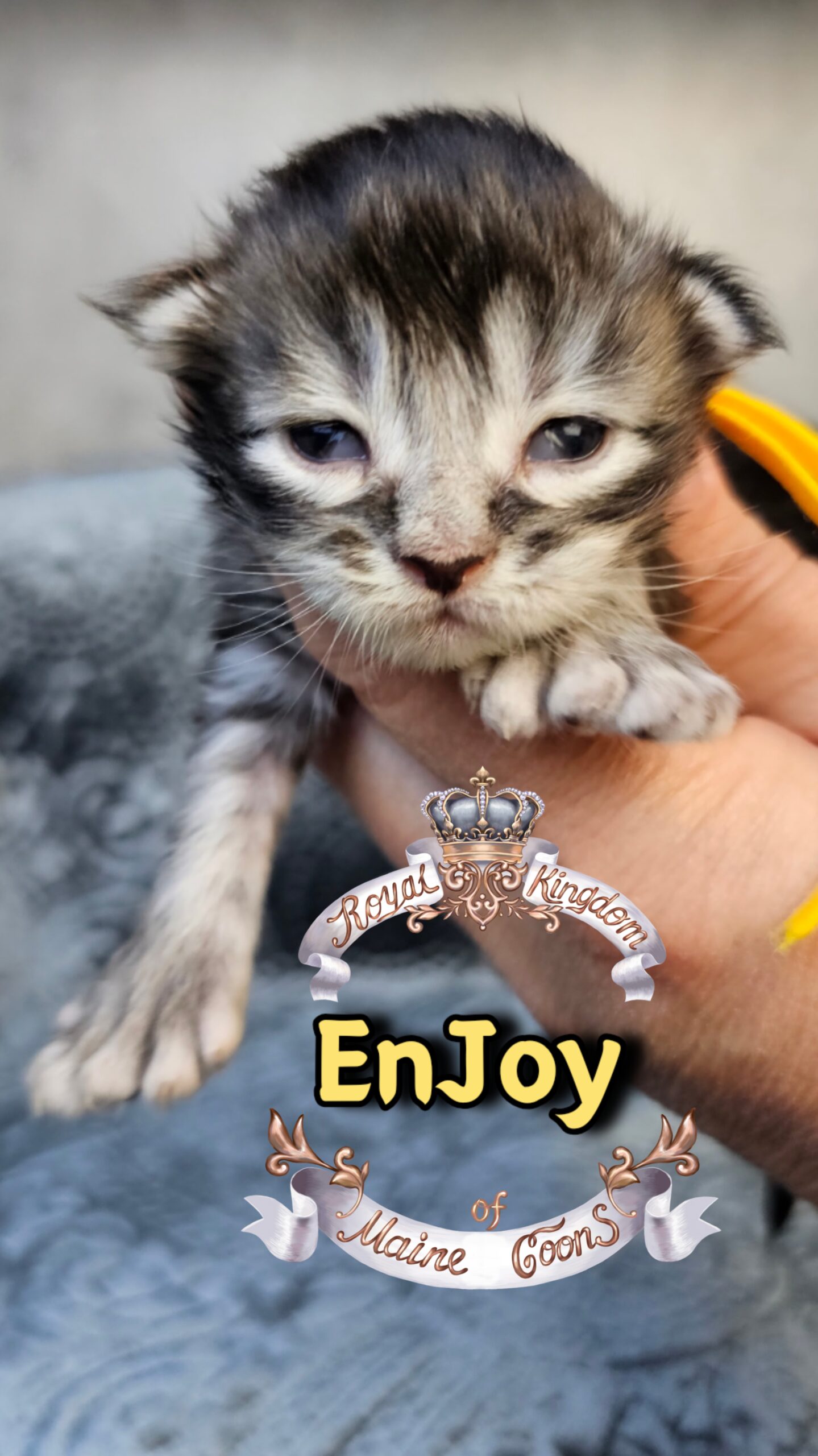 photocollage_20263173274341