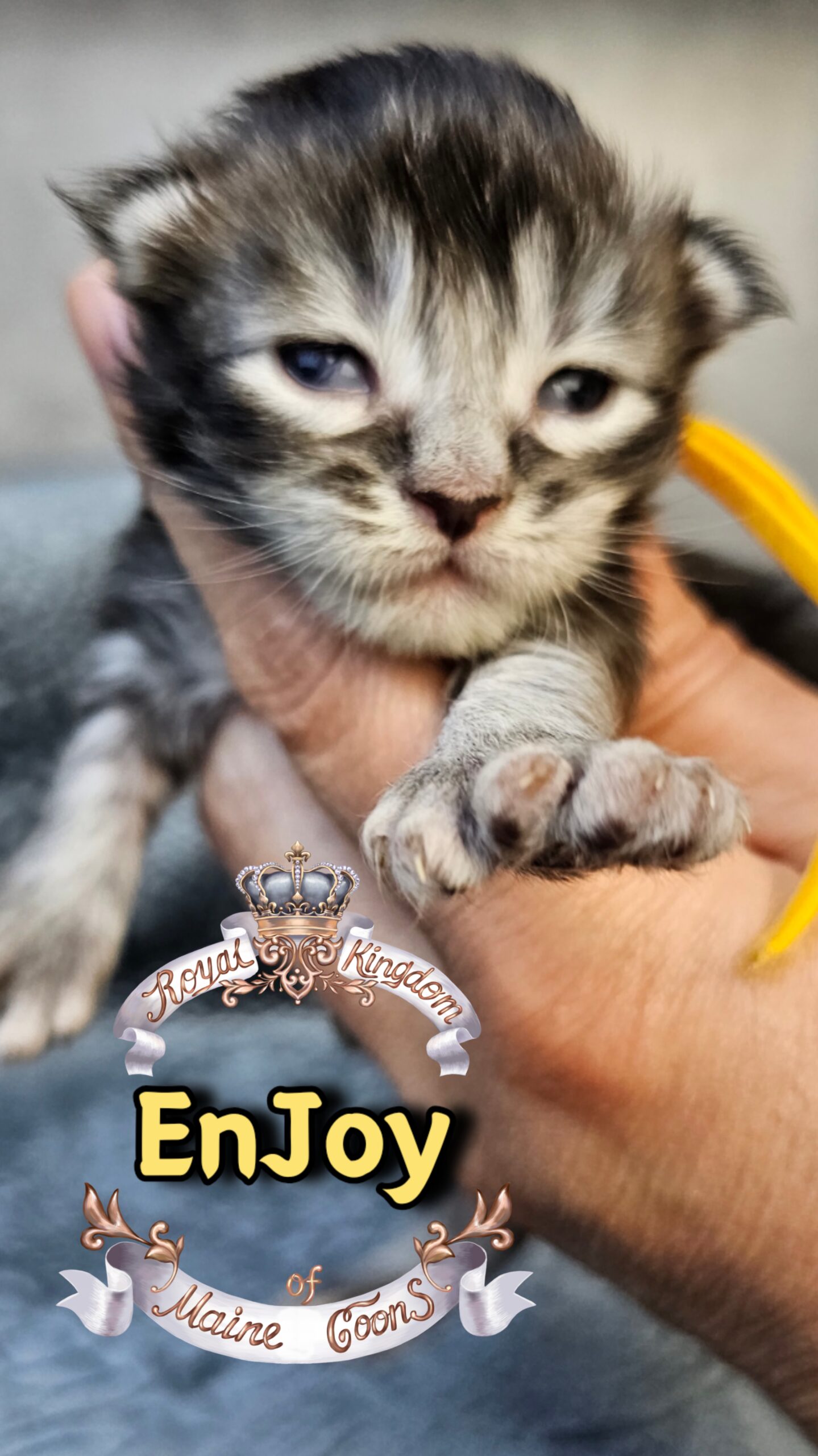 photocollage_202631732814373