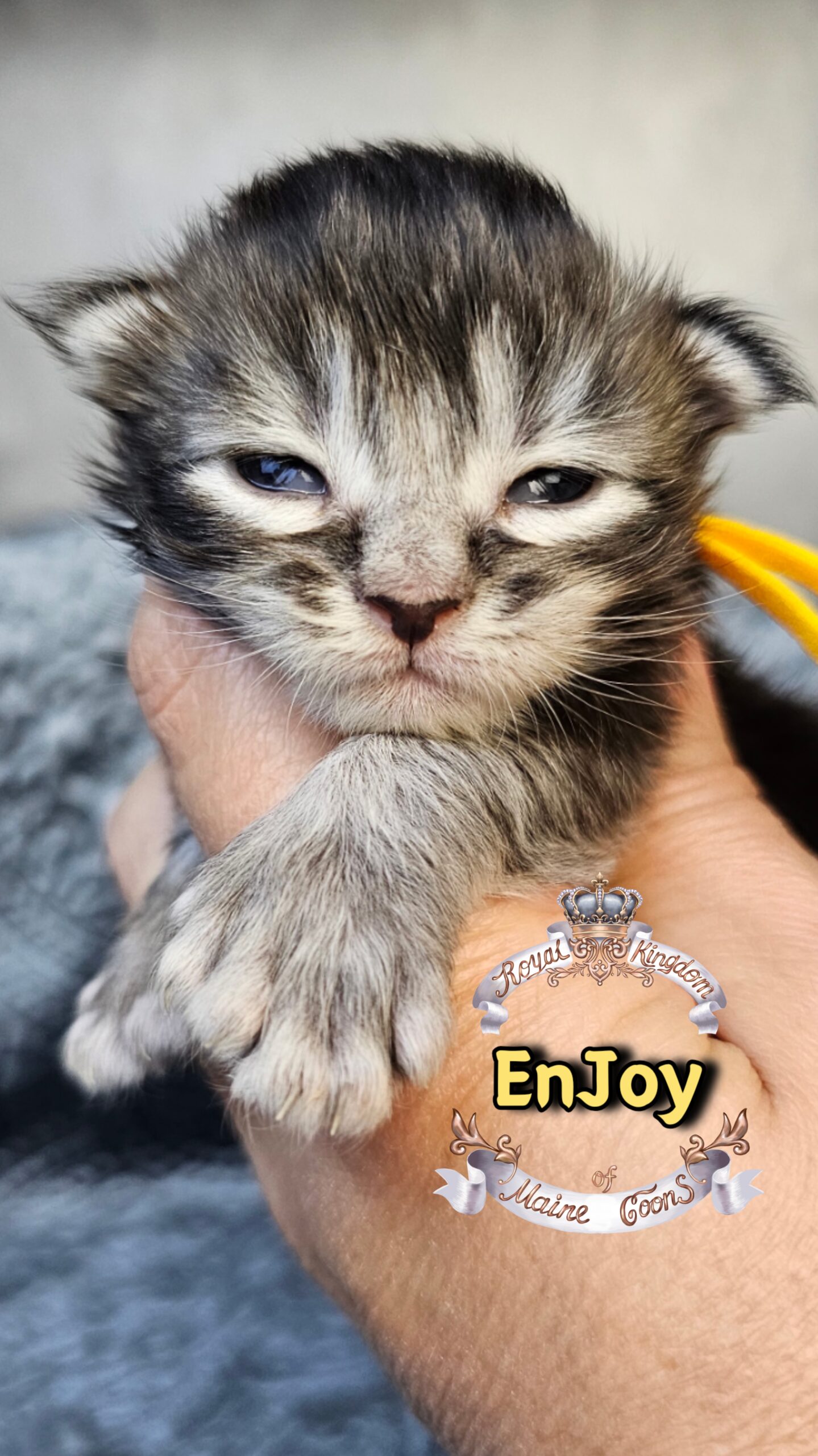 photocollage_202631733121466