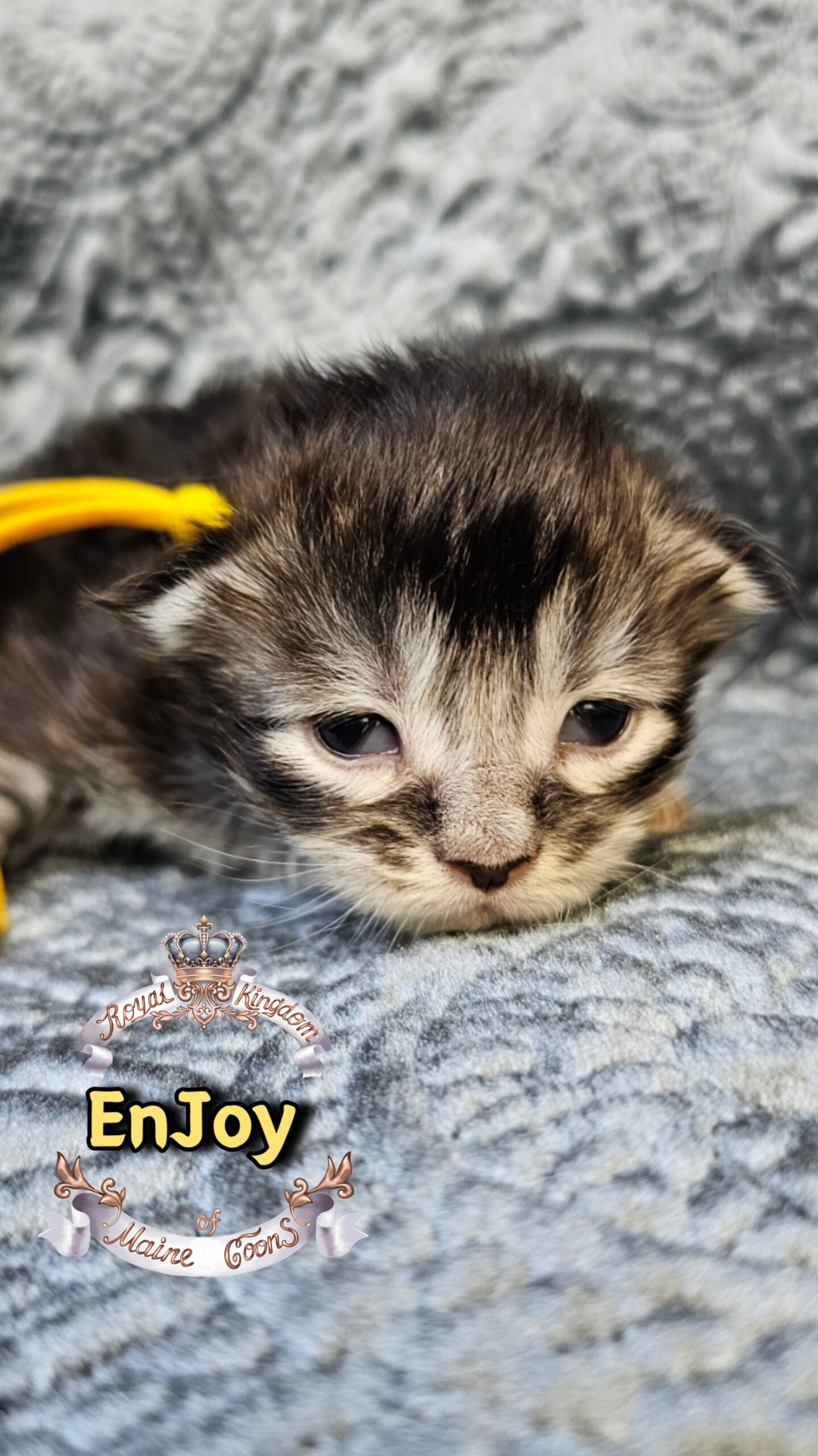 photocollage_202631733558947