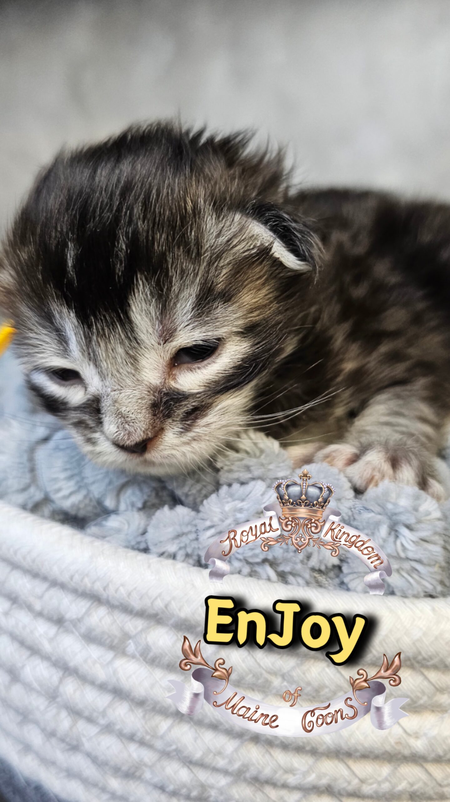 photocollage_202631733659613