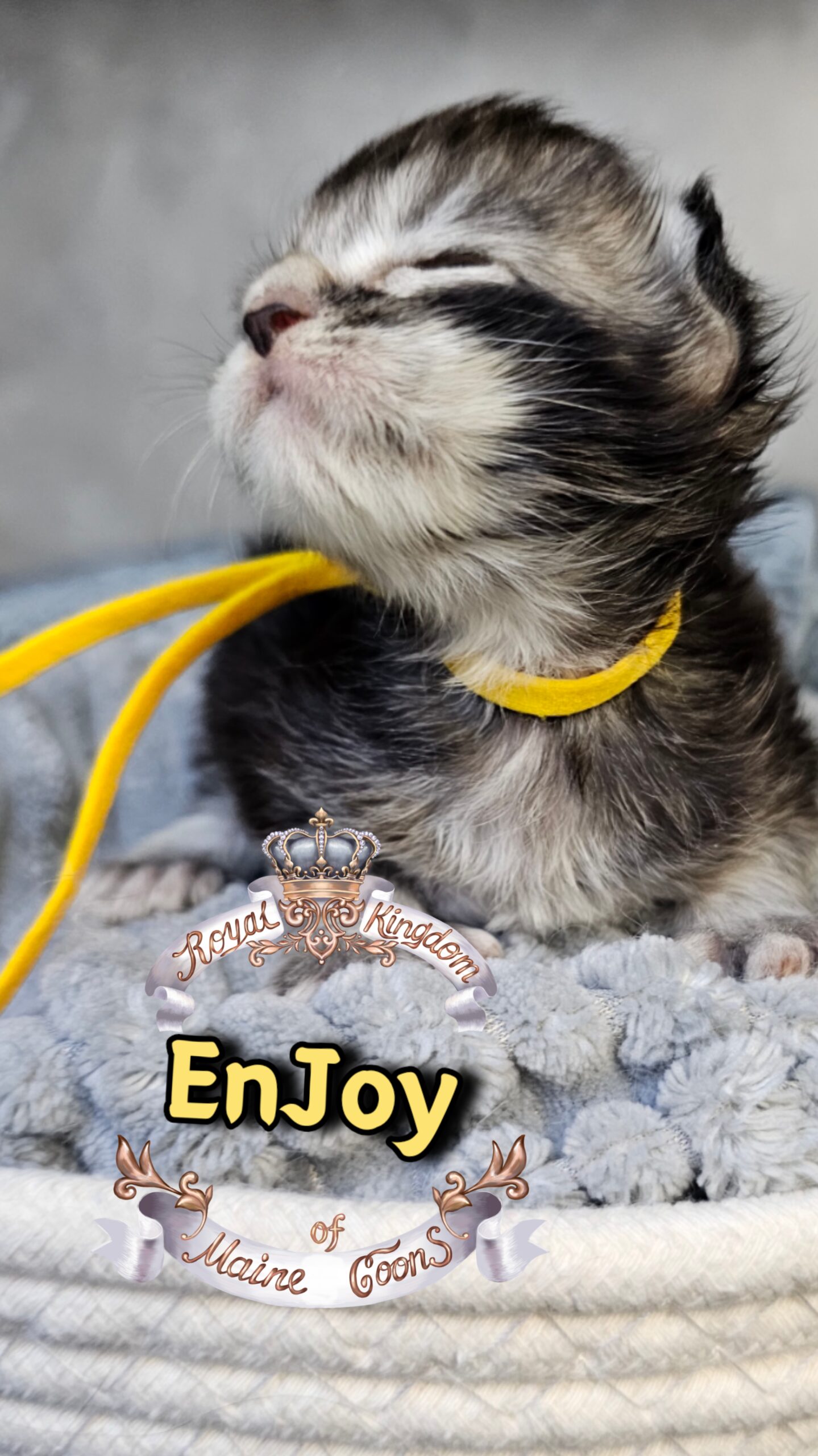 photocollage_202631733723908