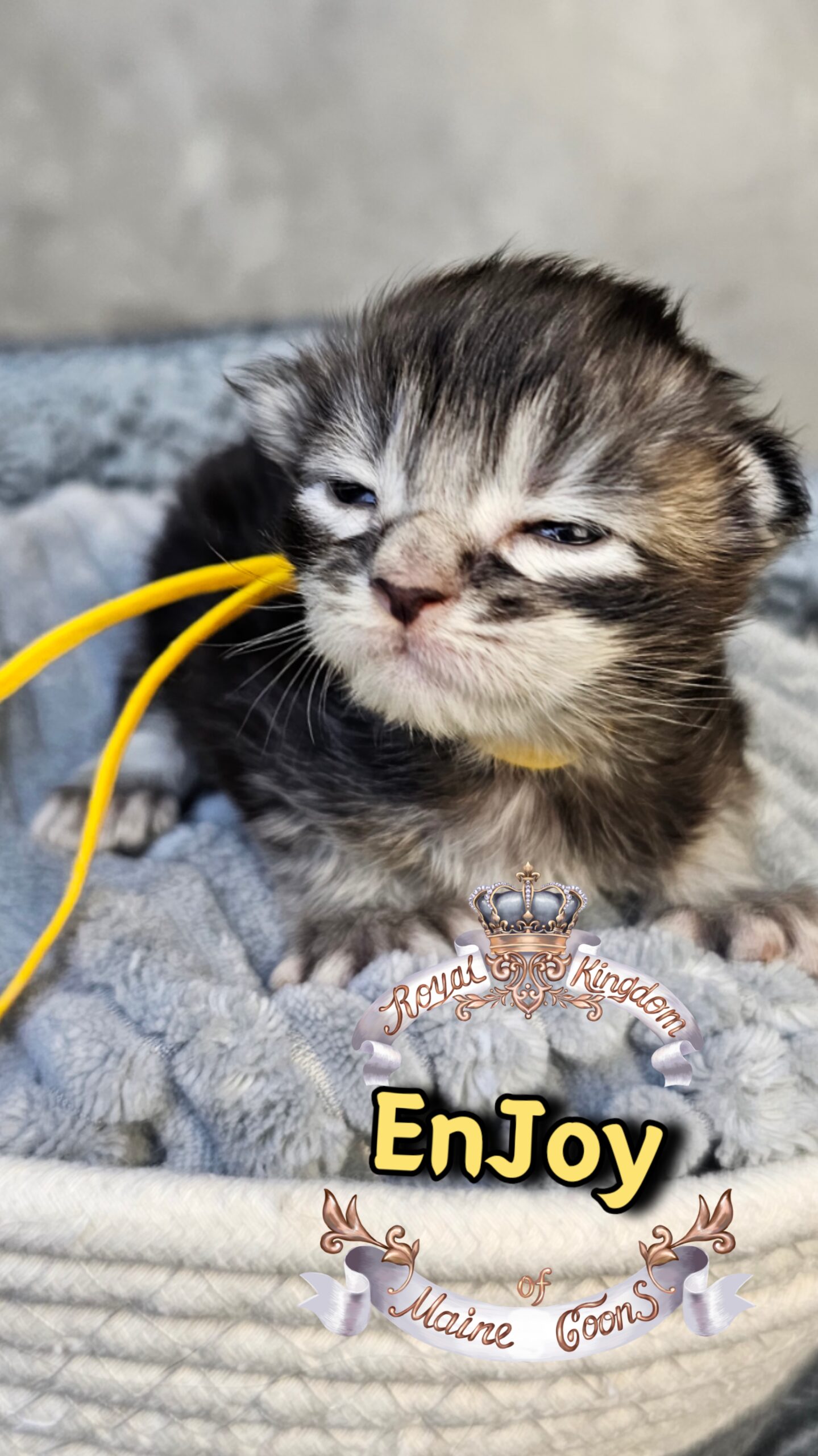 photocollage_202631733749189