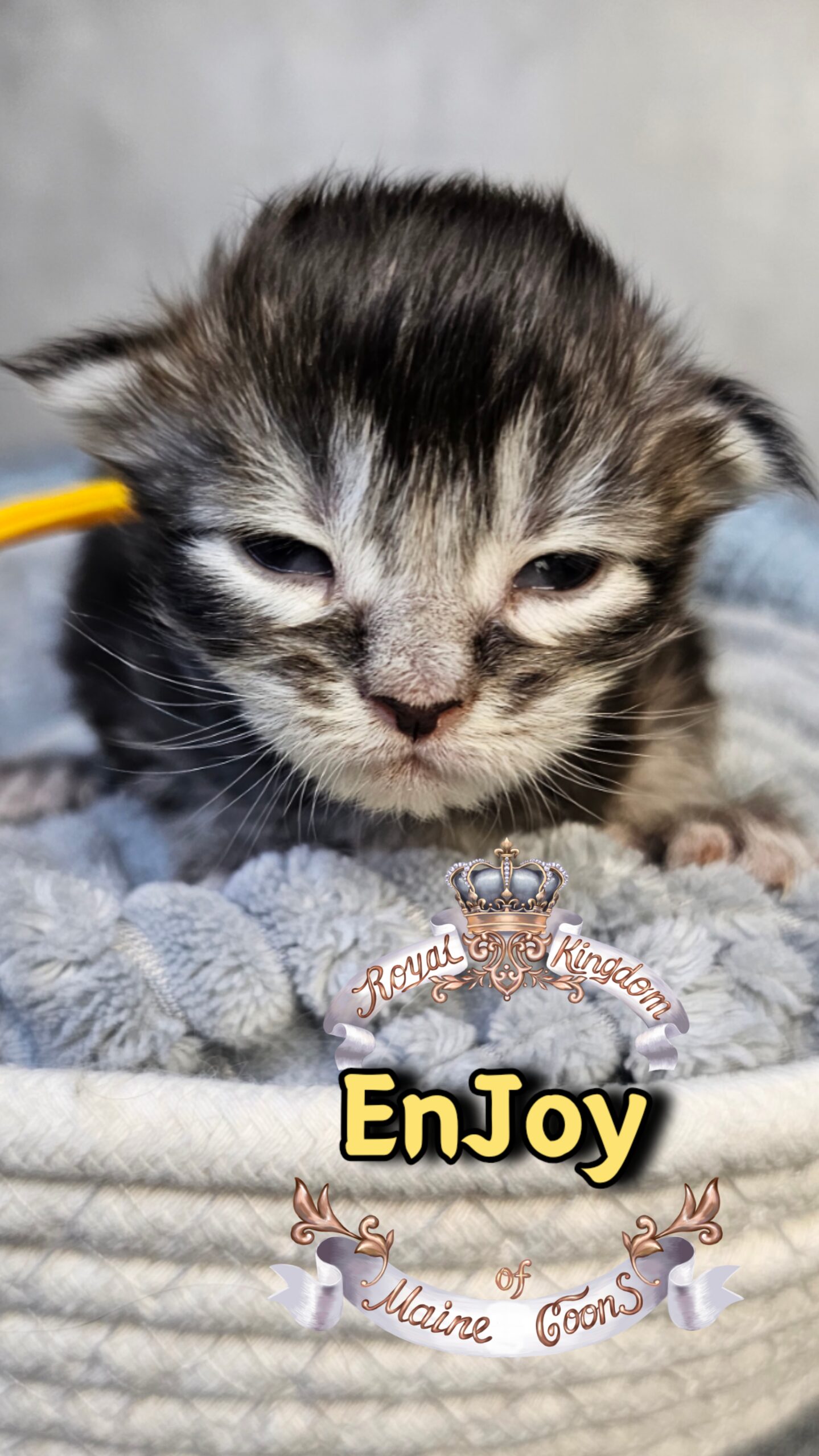 photocollage_202631733812342