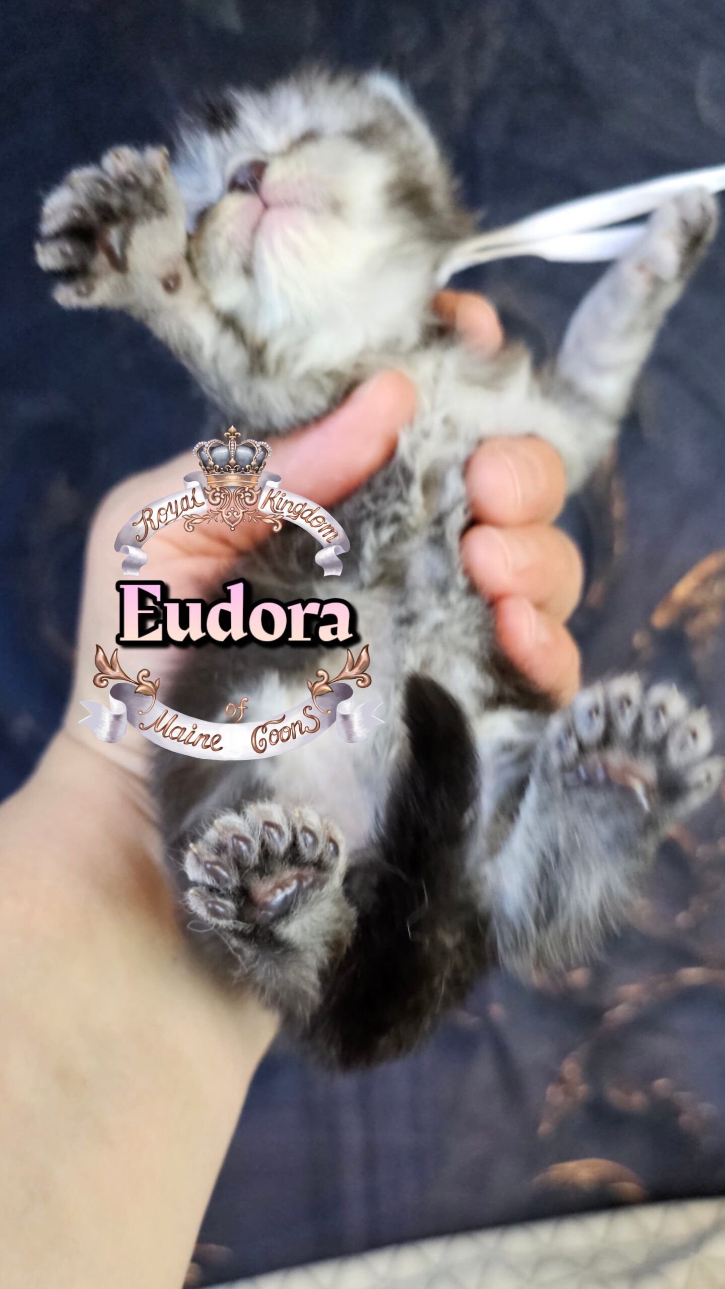 photocollage_202632221017194