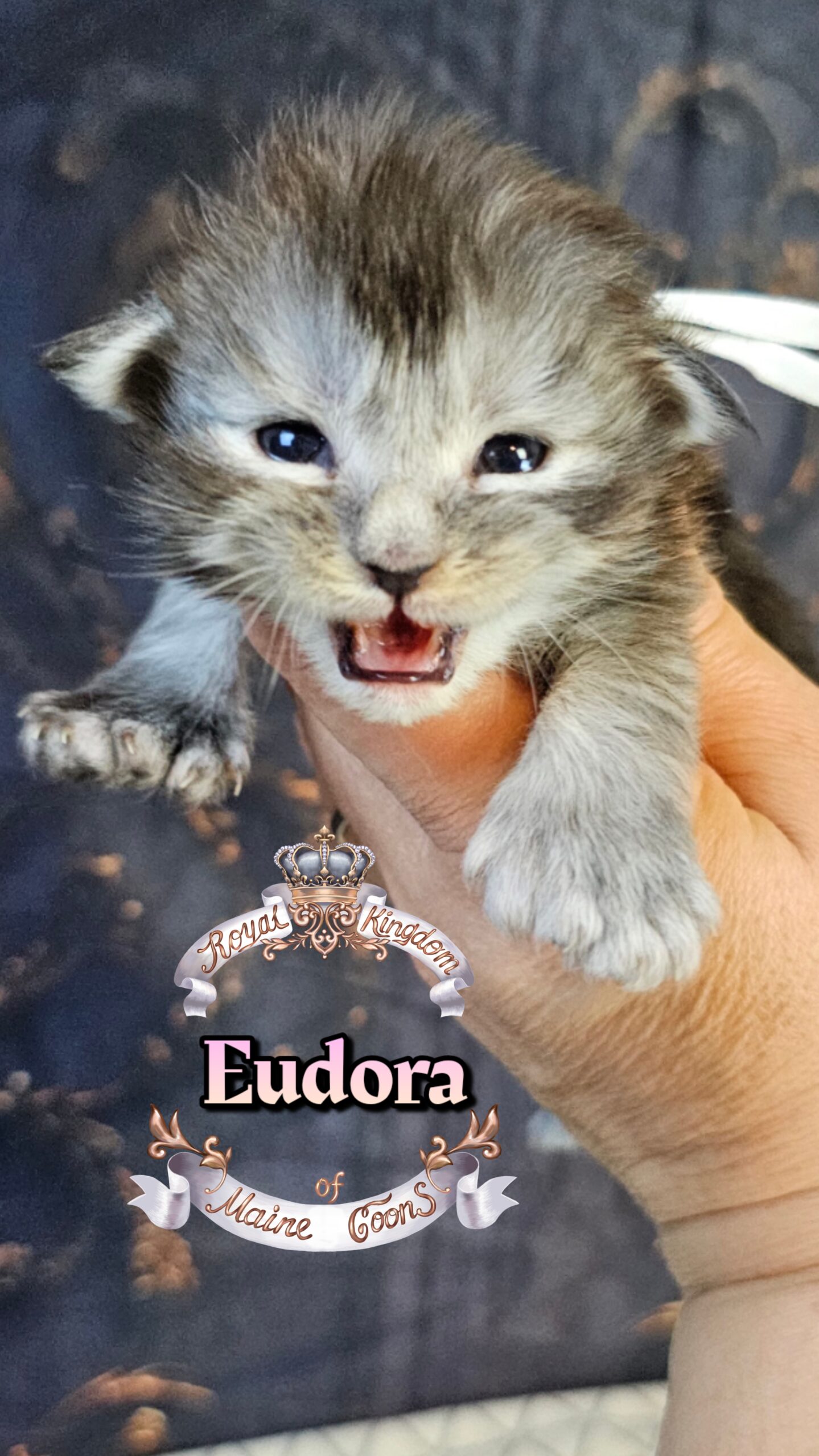 photocollage_20263222103763