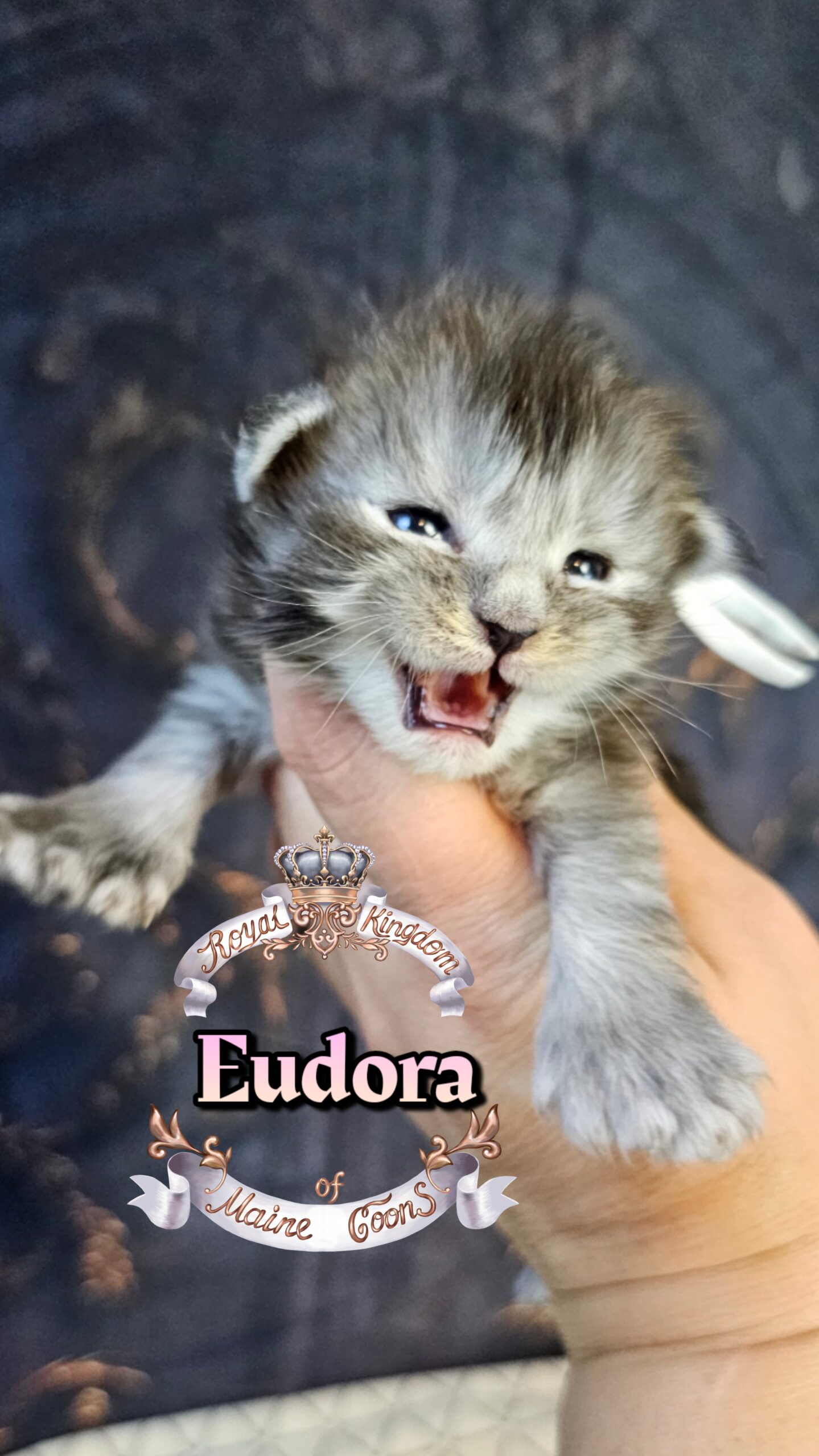 photocollage_202632221055456