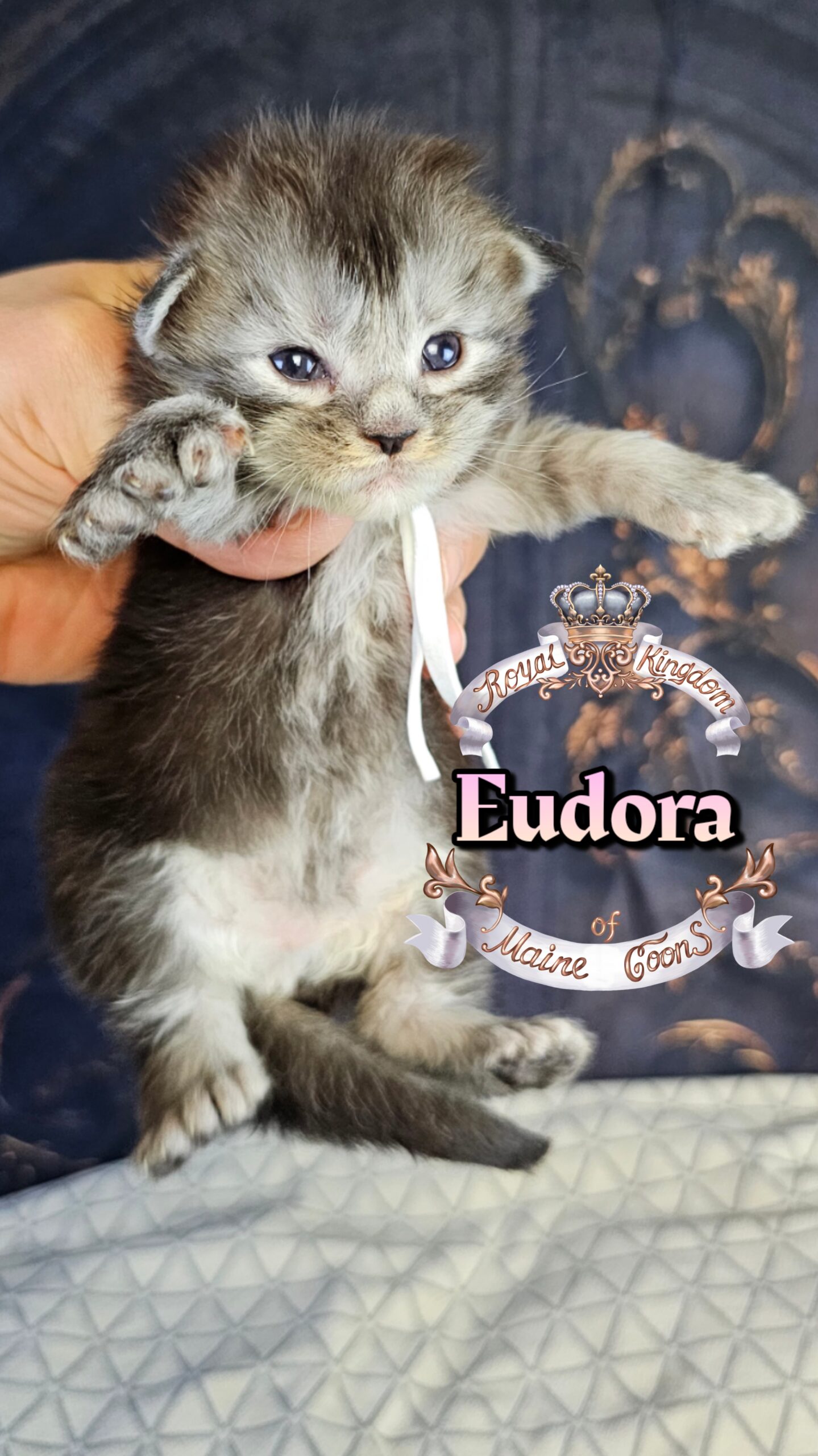 photocollage_202632221158954