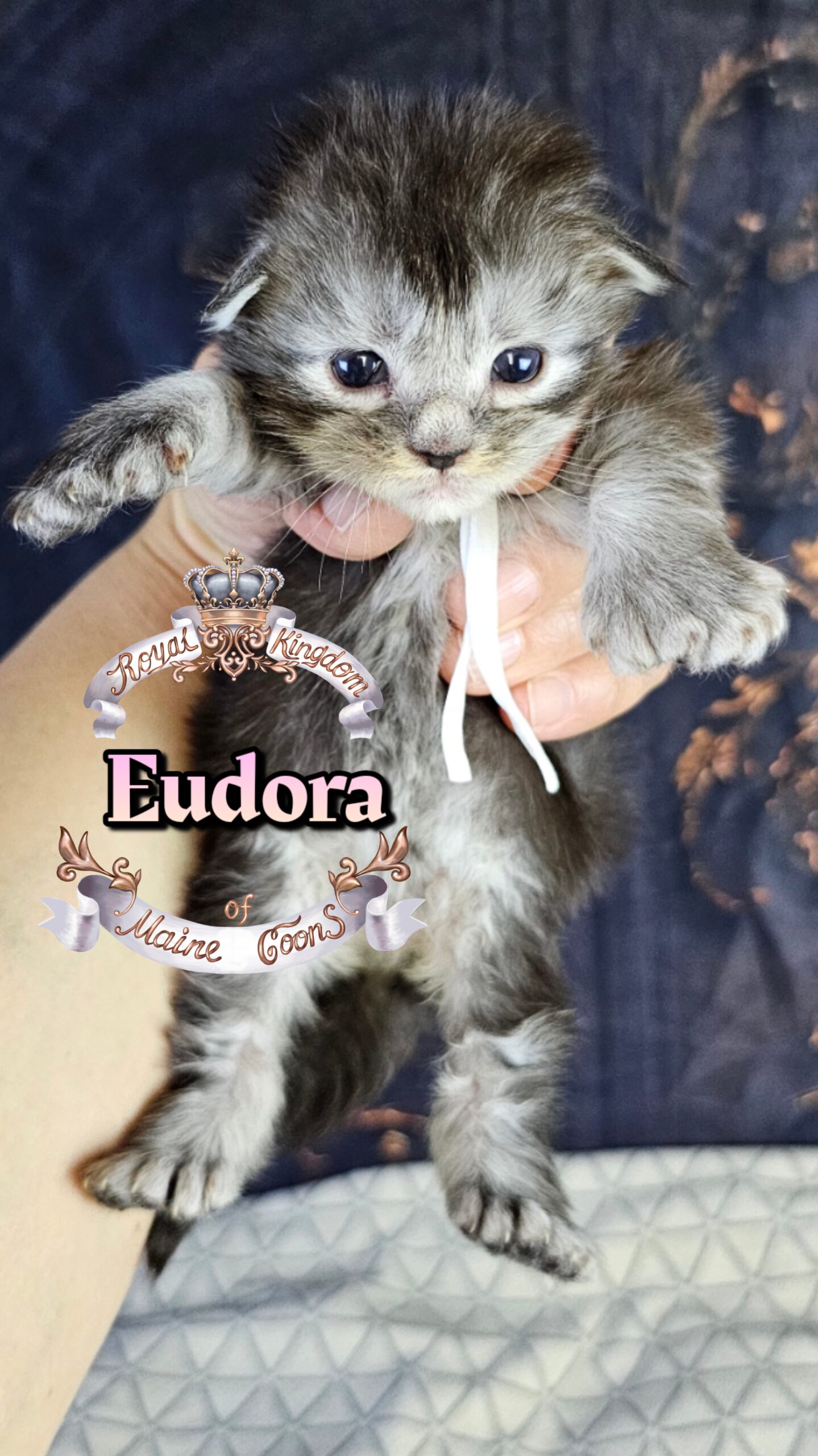 photocollage_2026322212183