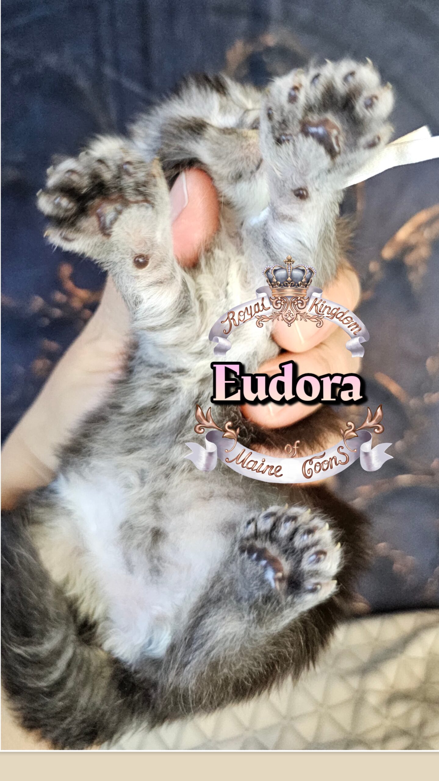 photocollage_20263222139579