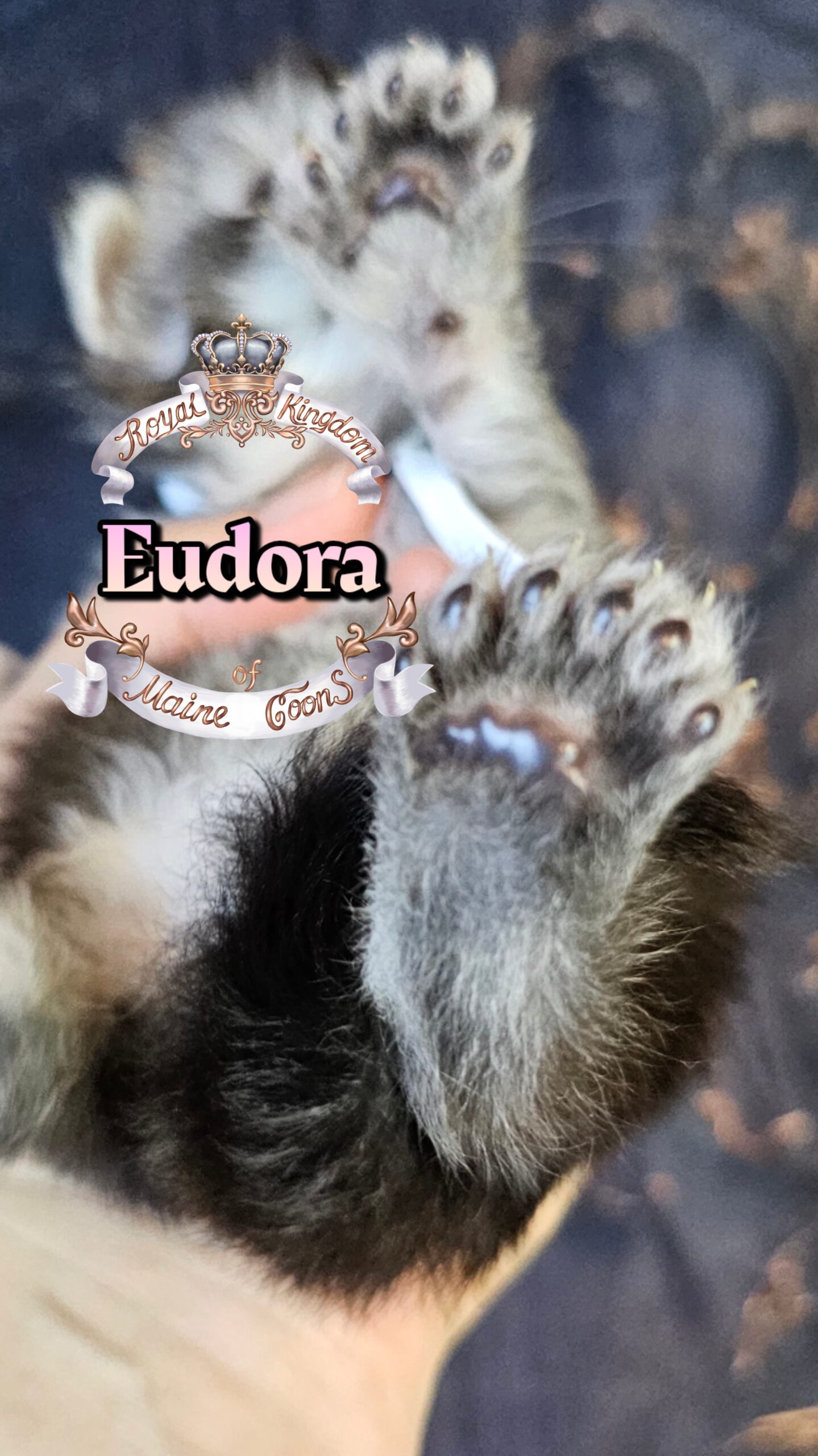 photocollage_202632221411790