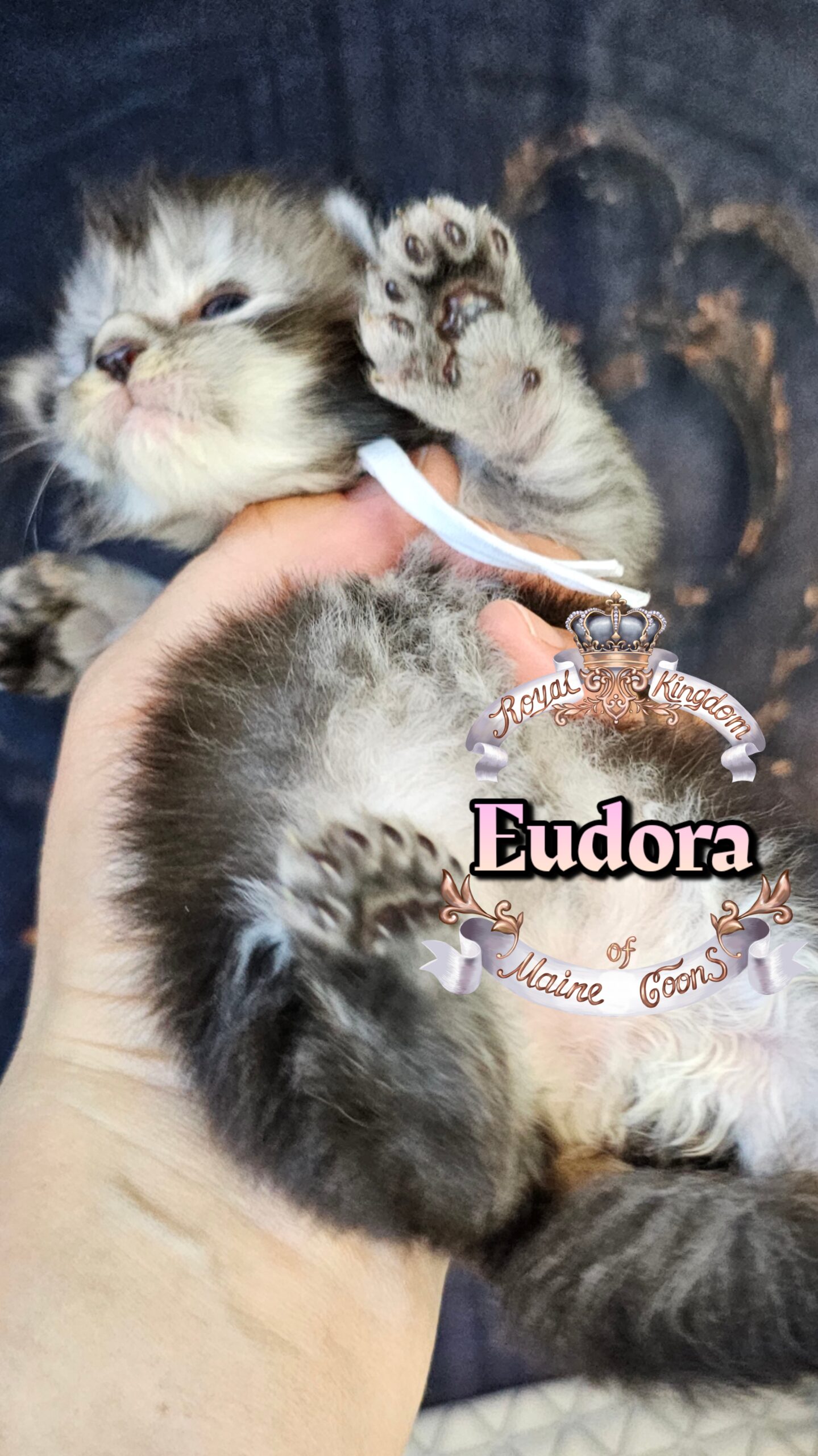 photocollage_202632221452687