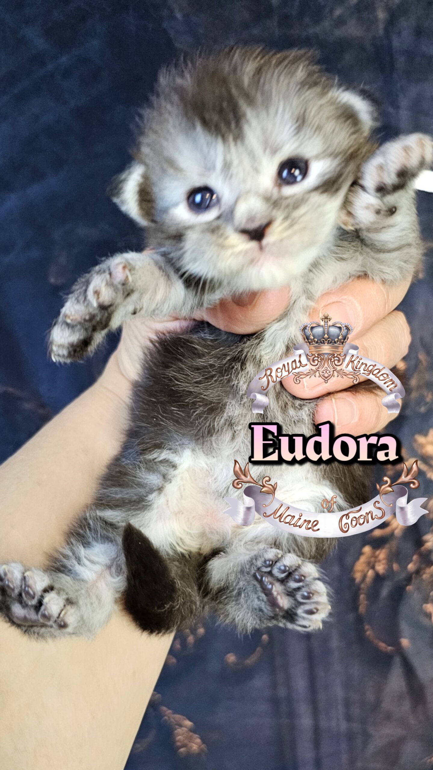 photocollage_202632221521798