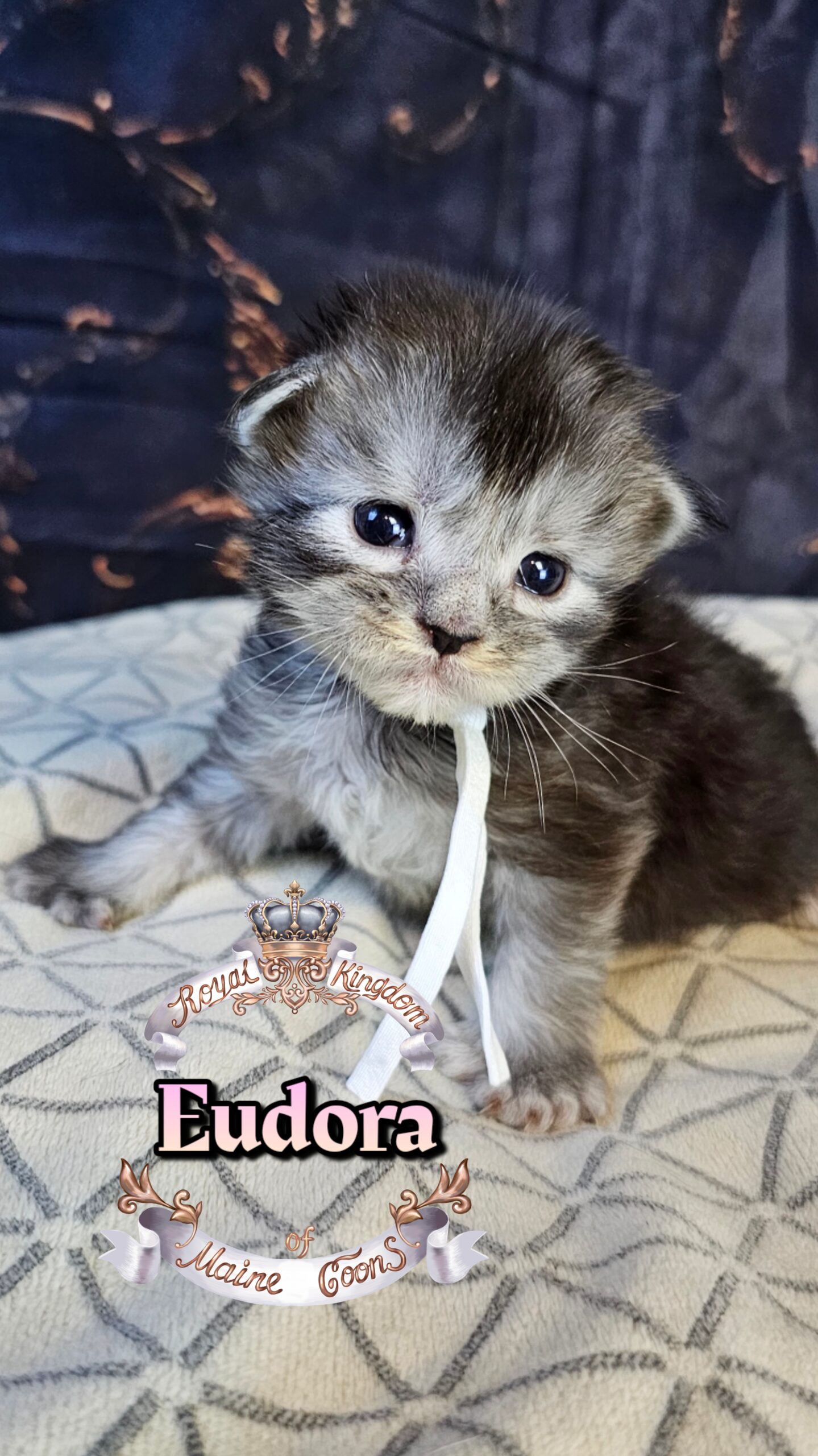 photocollage_202632221616724