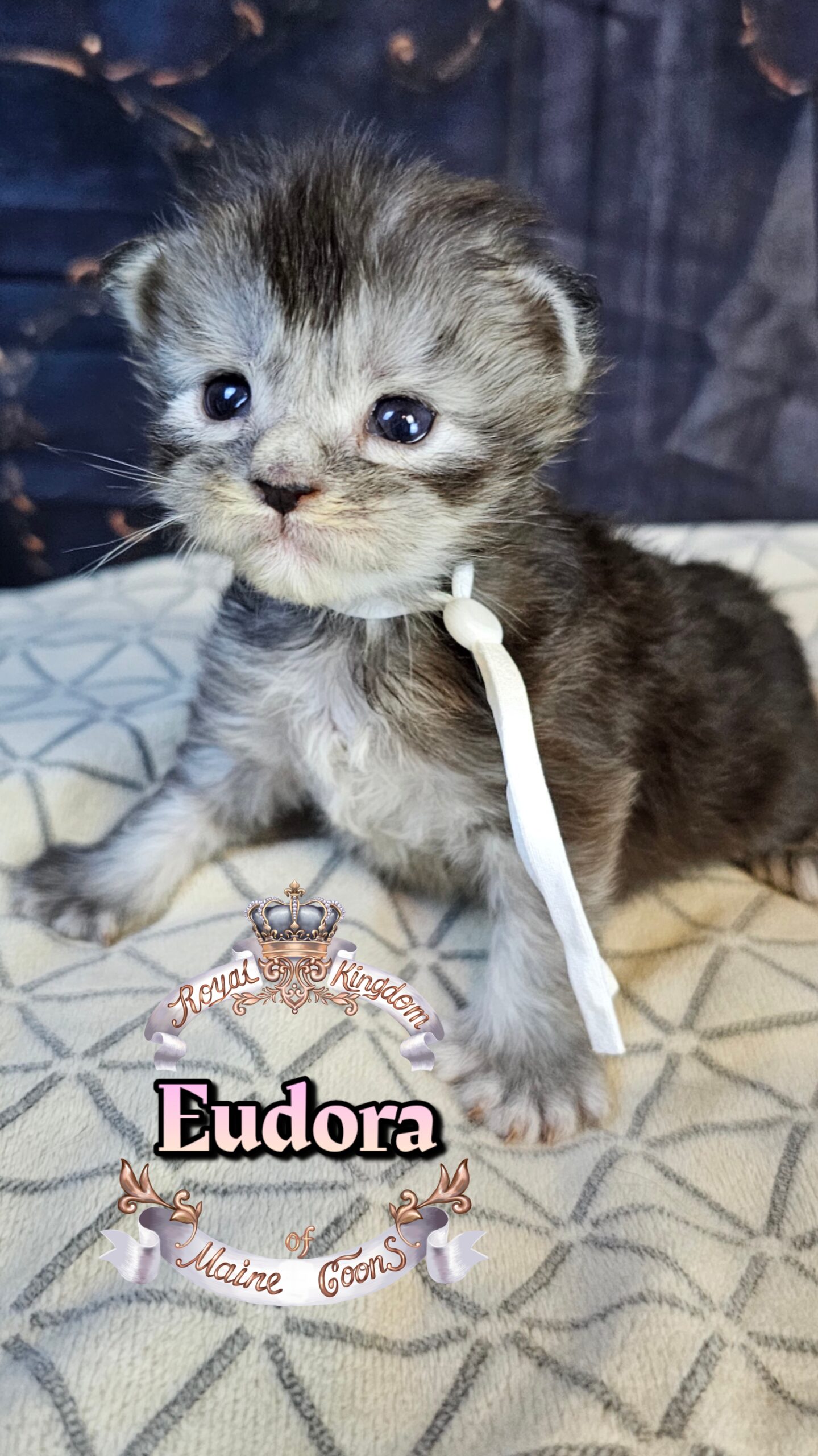 photocollage_202632221638977