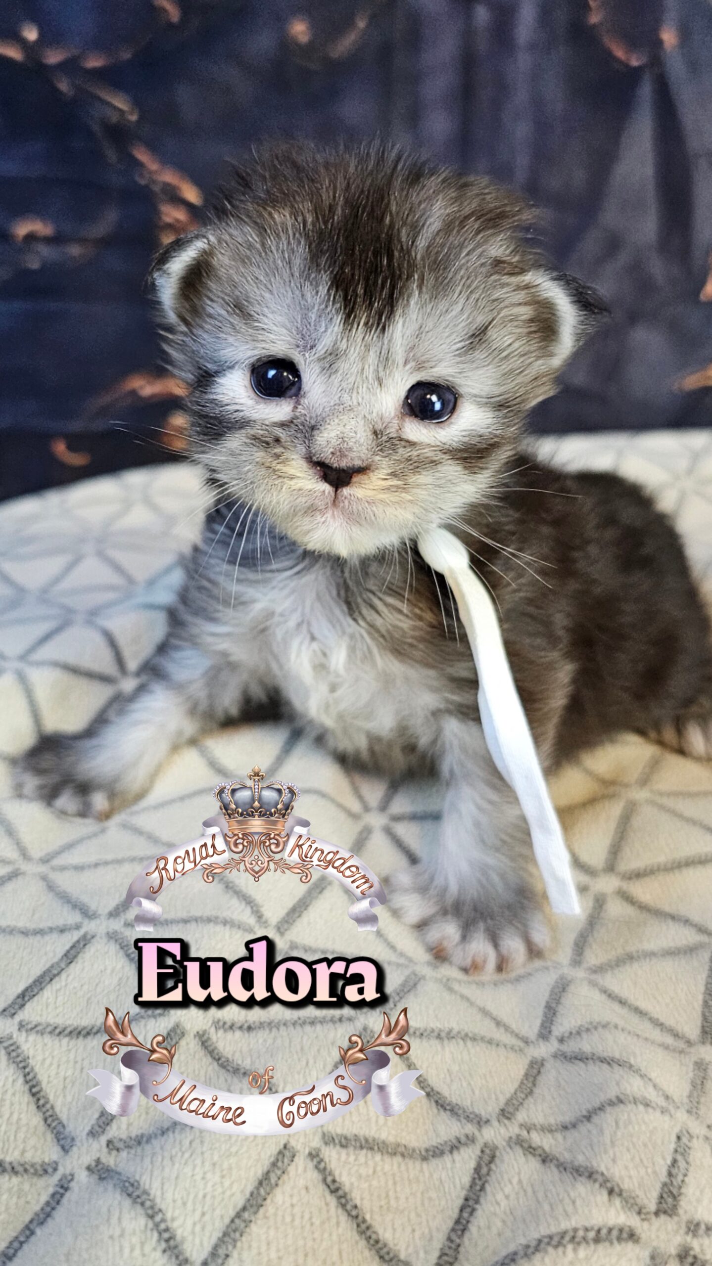 photocollage_202632221658282