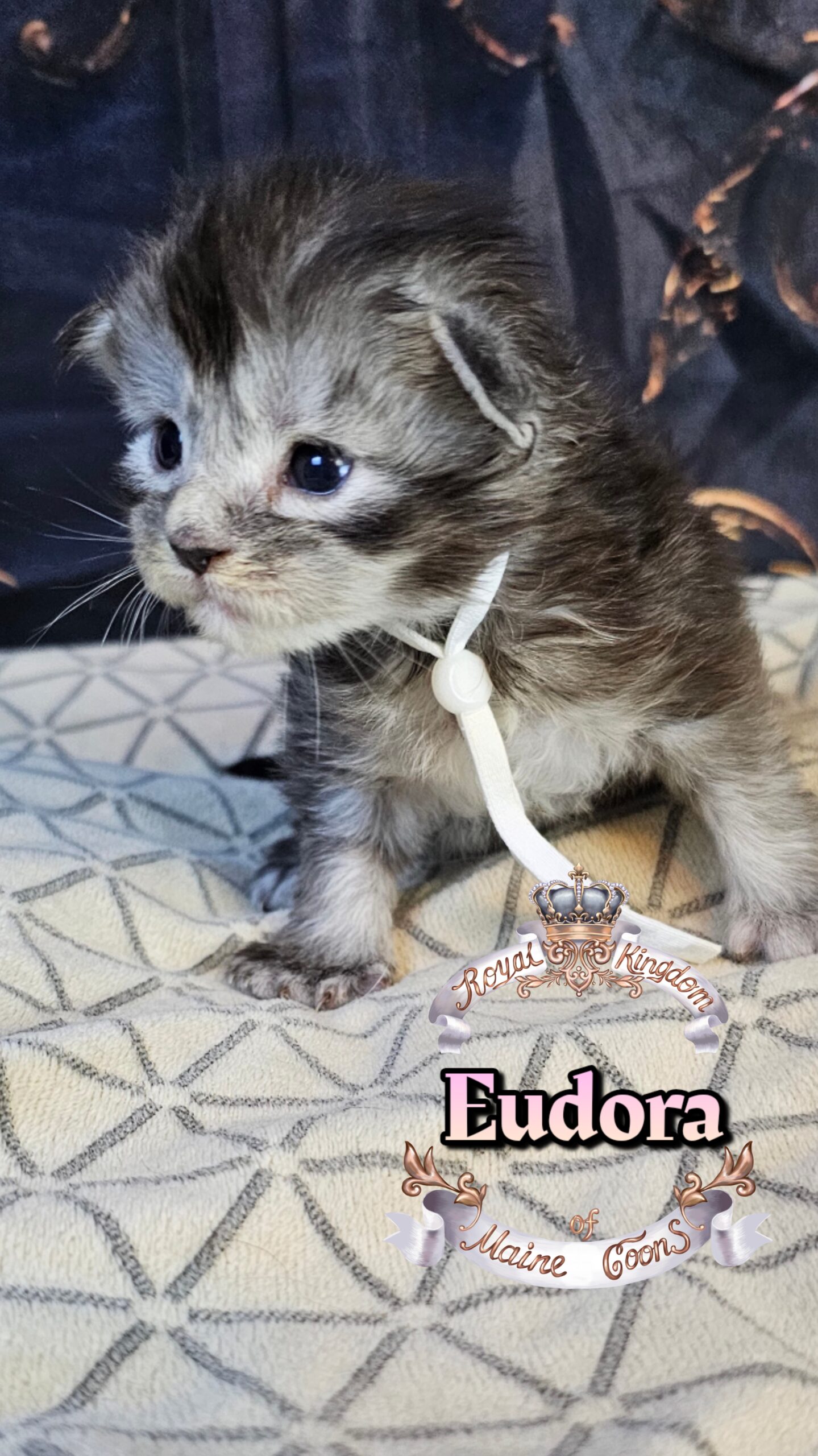 photocollage_202632221720591