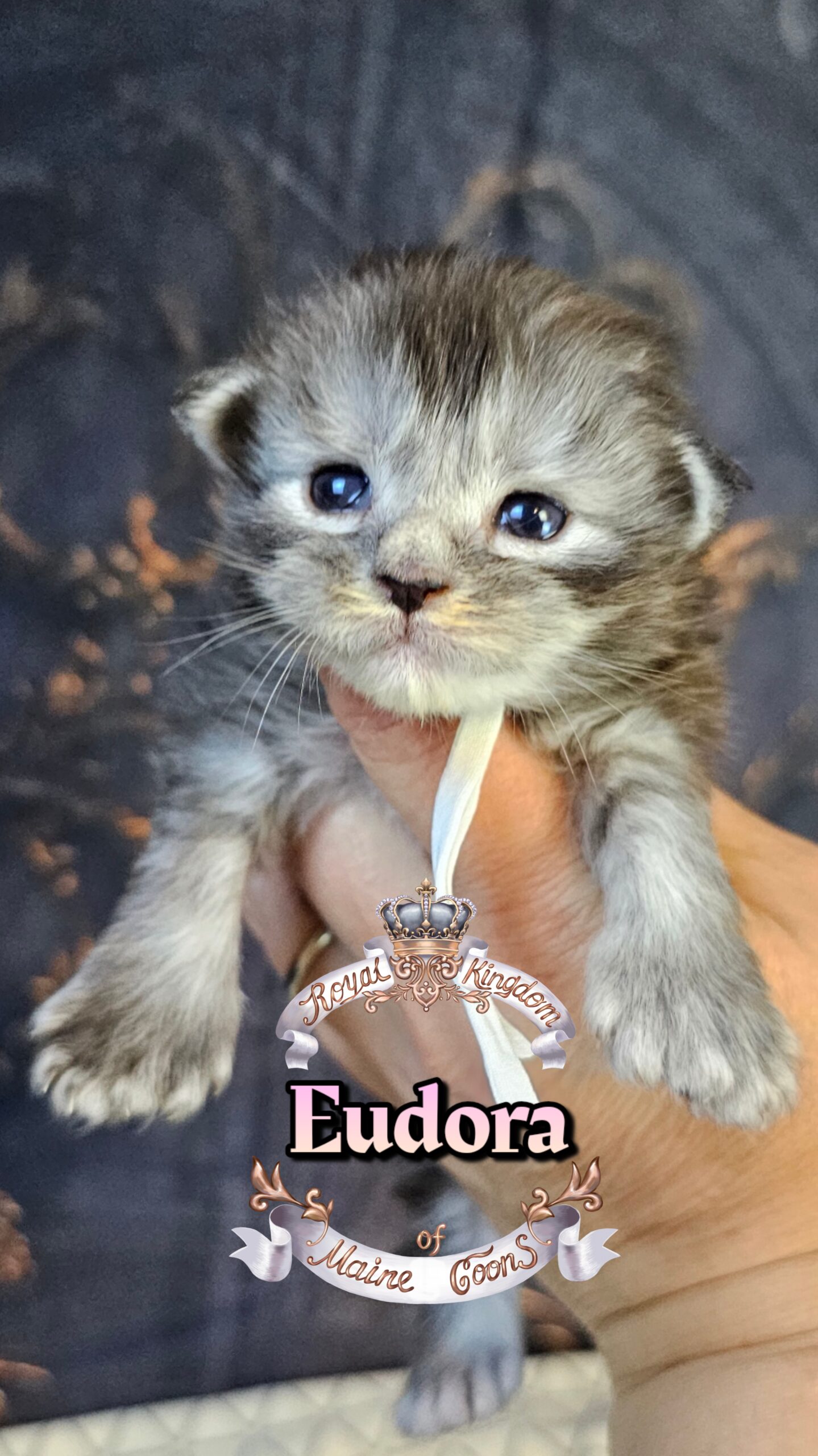 photocollage_202632221736547