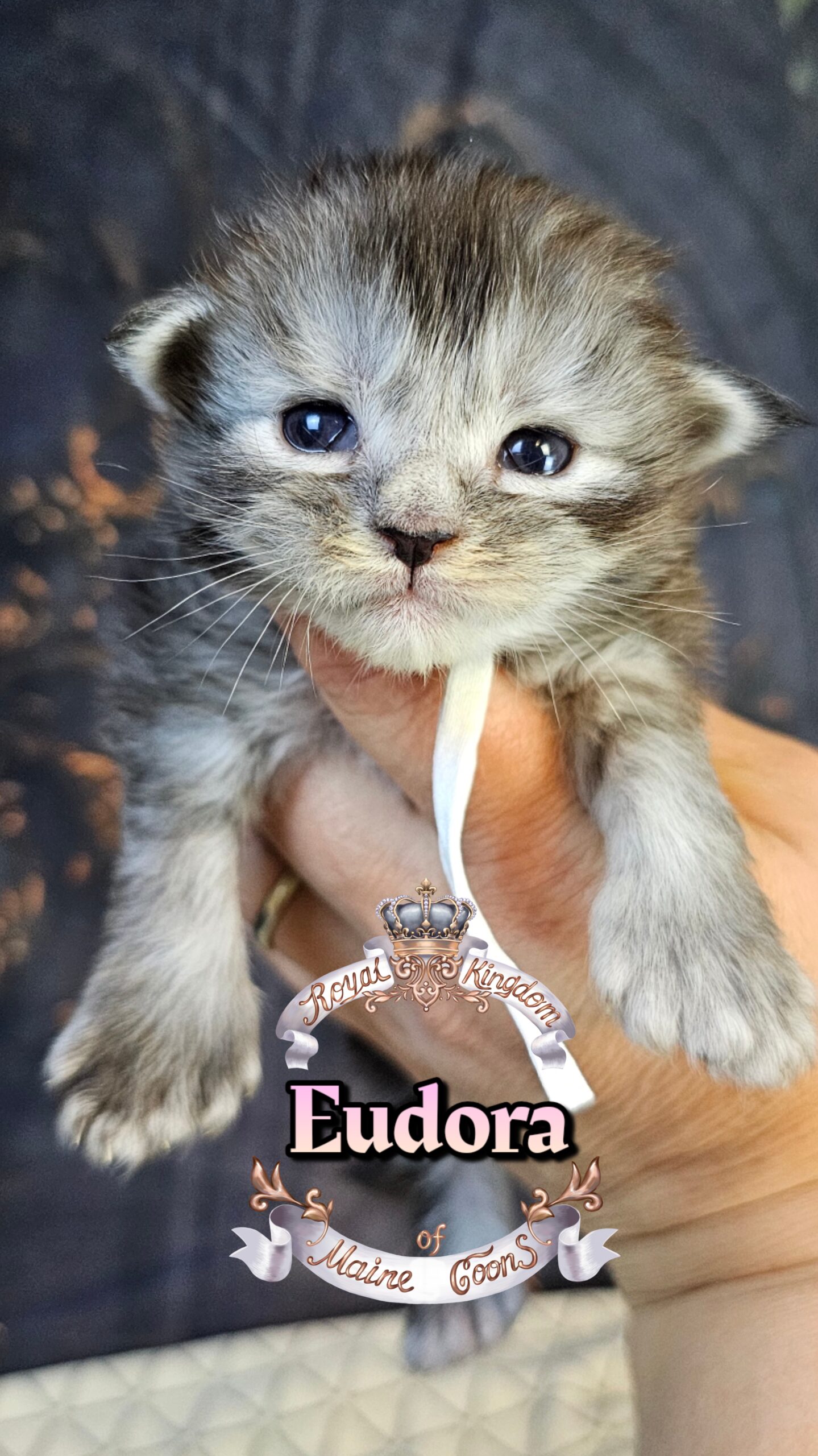 photocollage_202632221751771