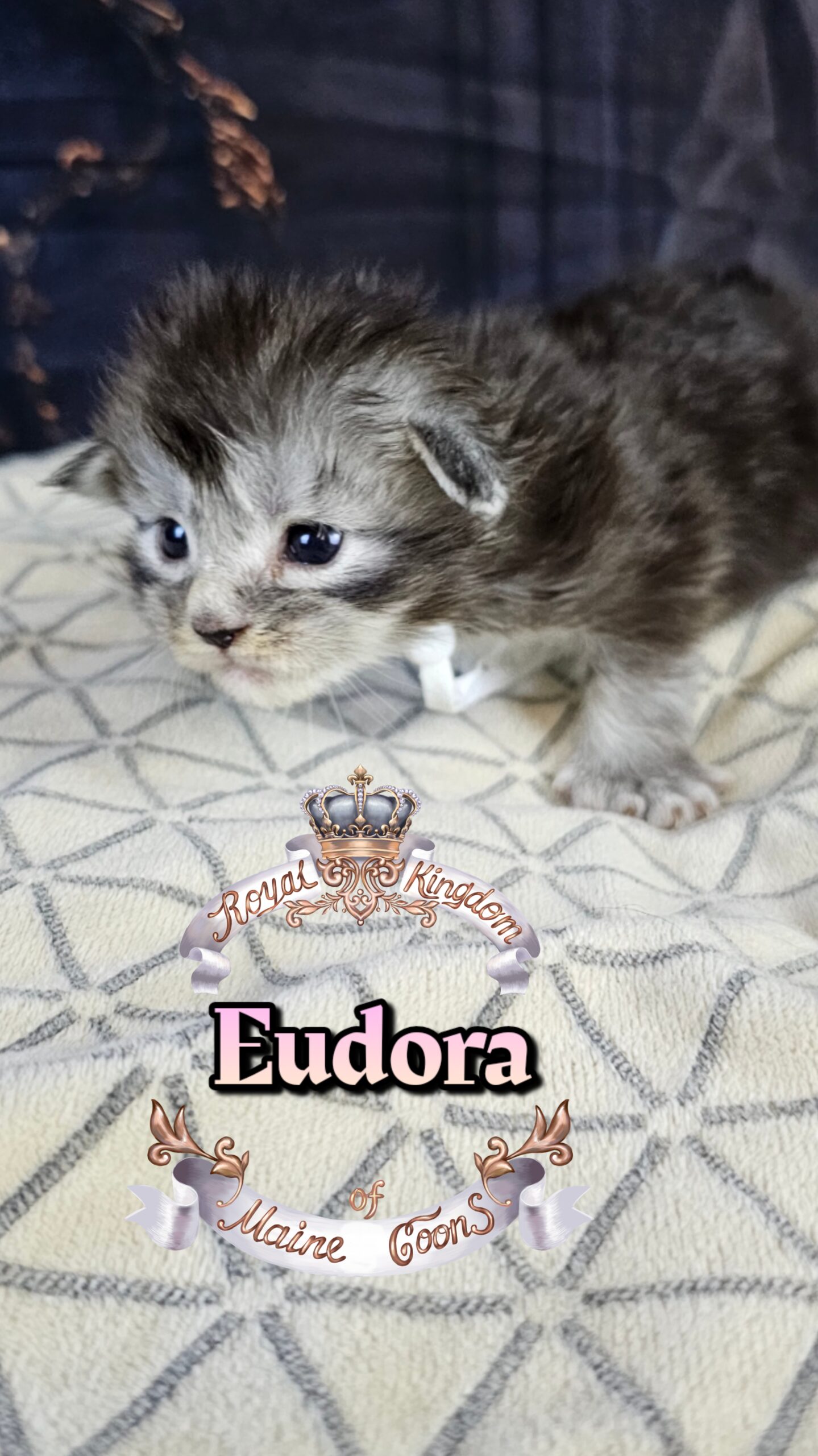 photocollage_20263222616321