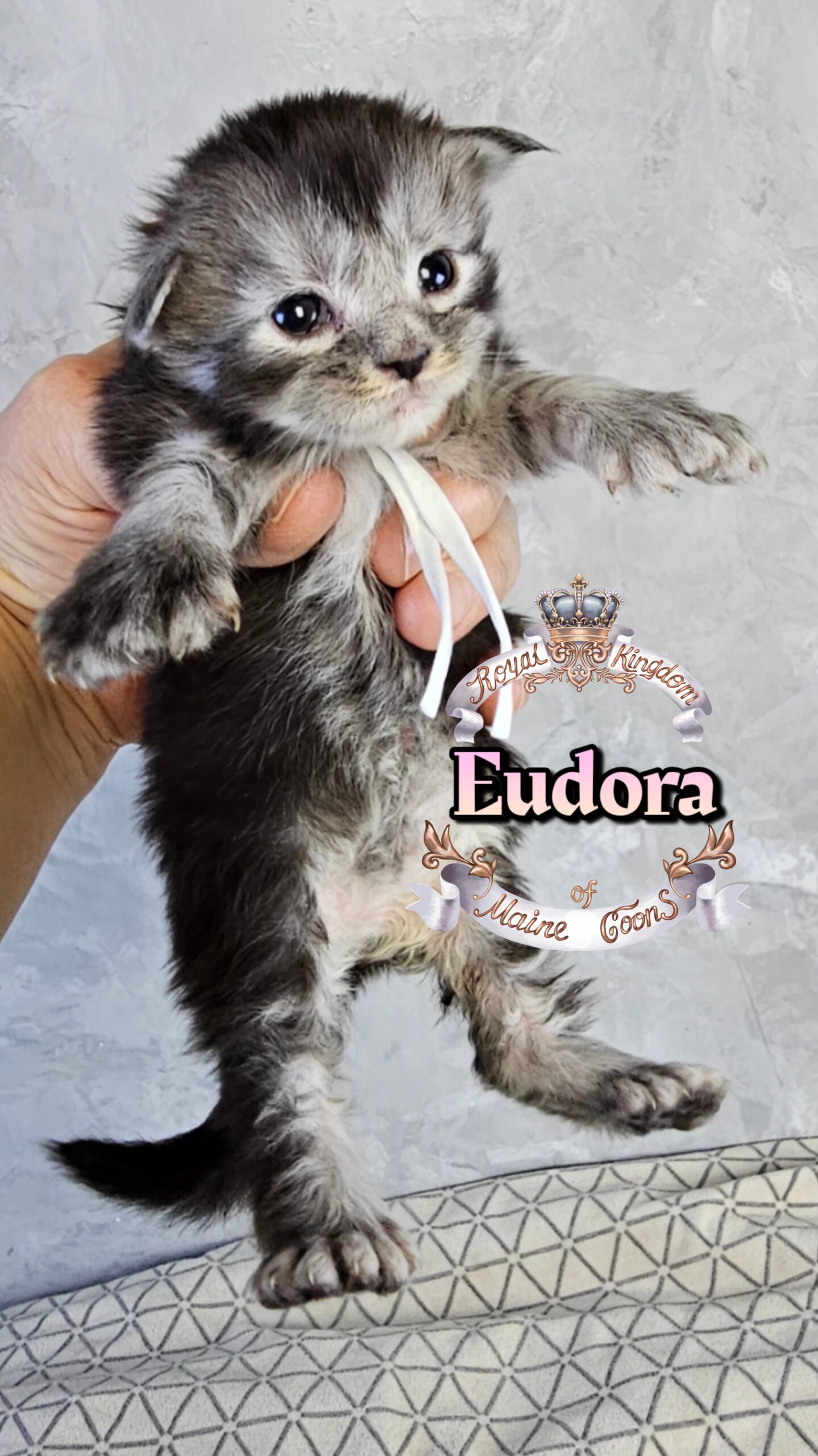 photocollage_20263222651725