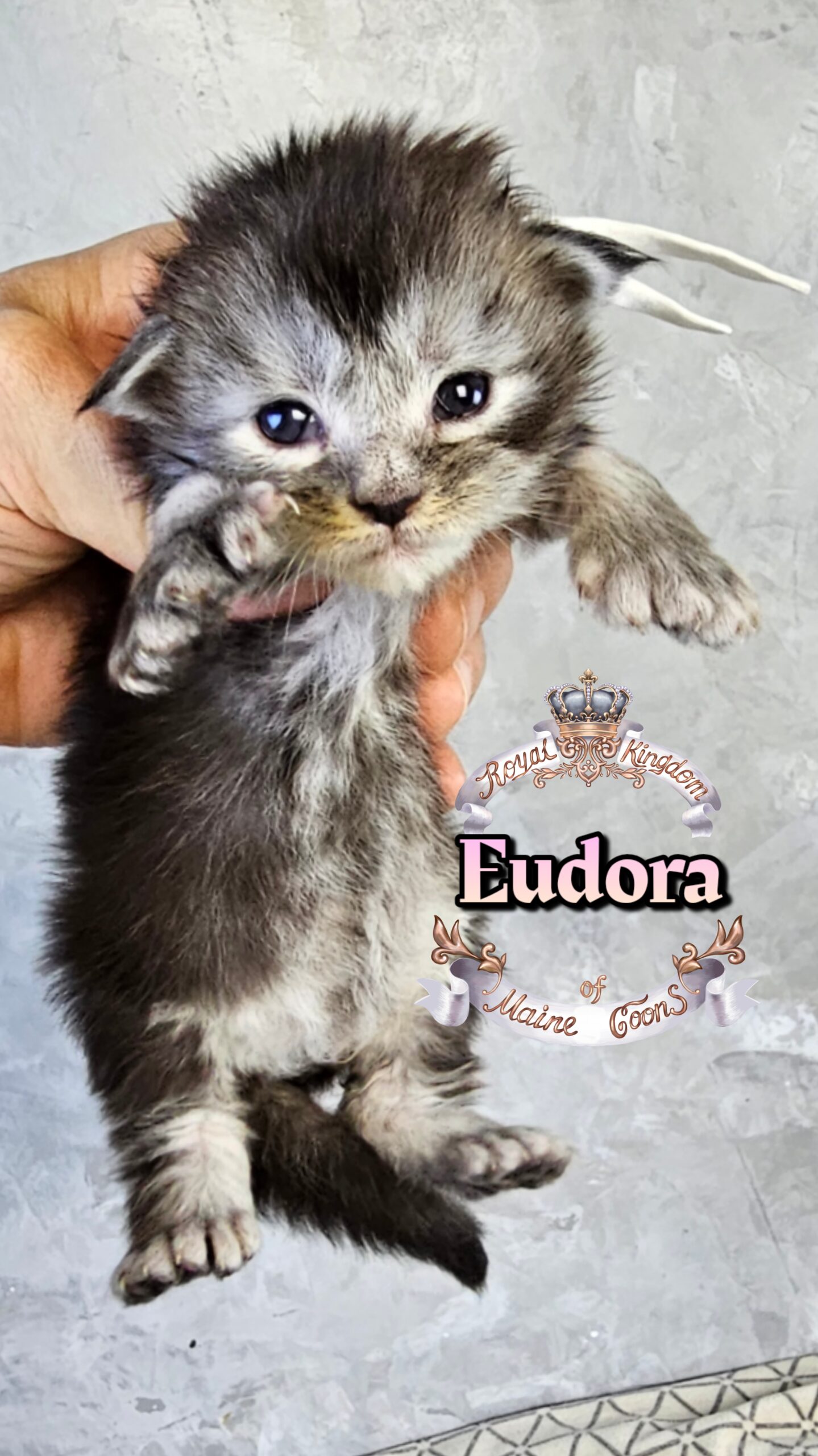 photocollage_20263222716644