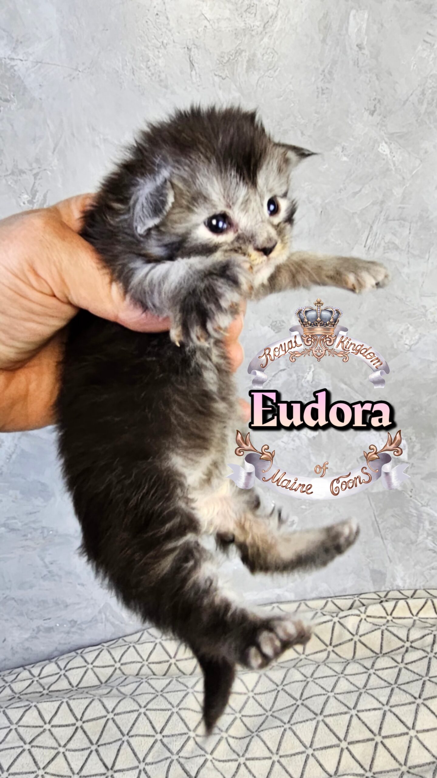 photocollage_20263222735506