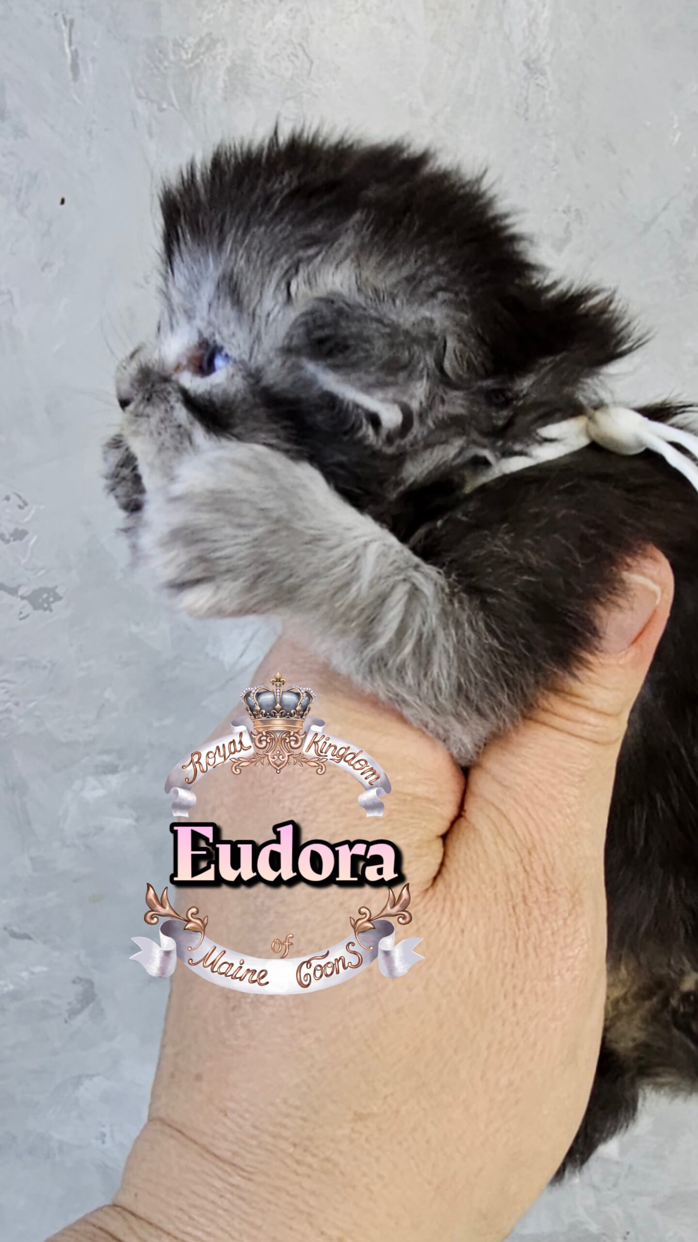 photocollage_20263222752436